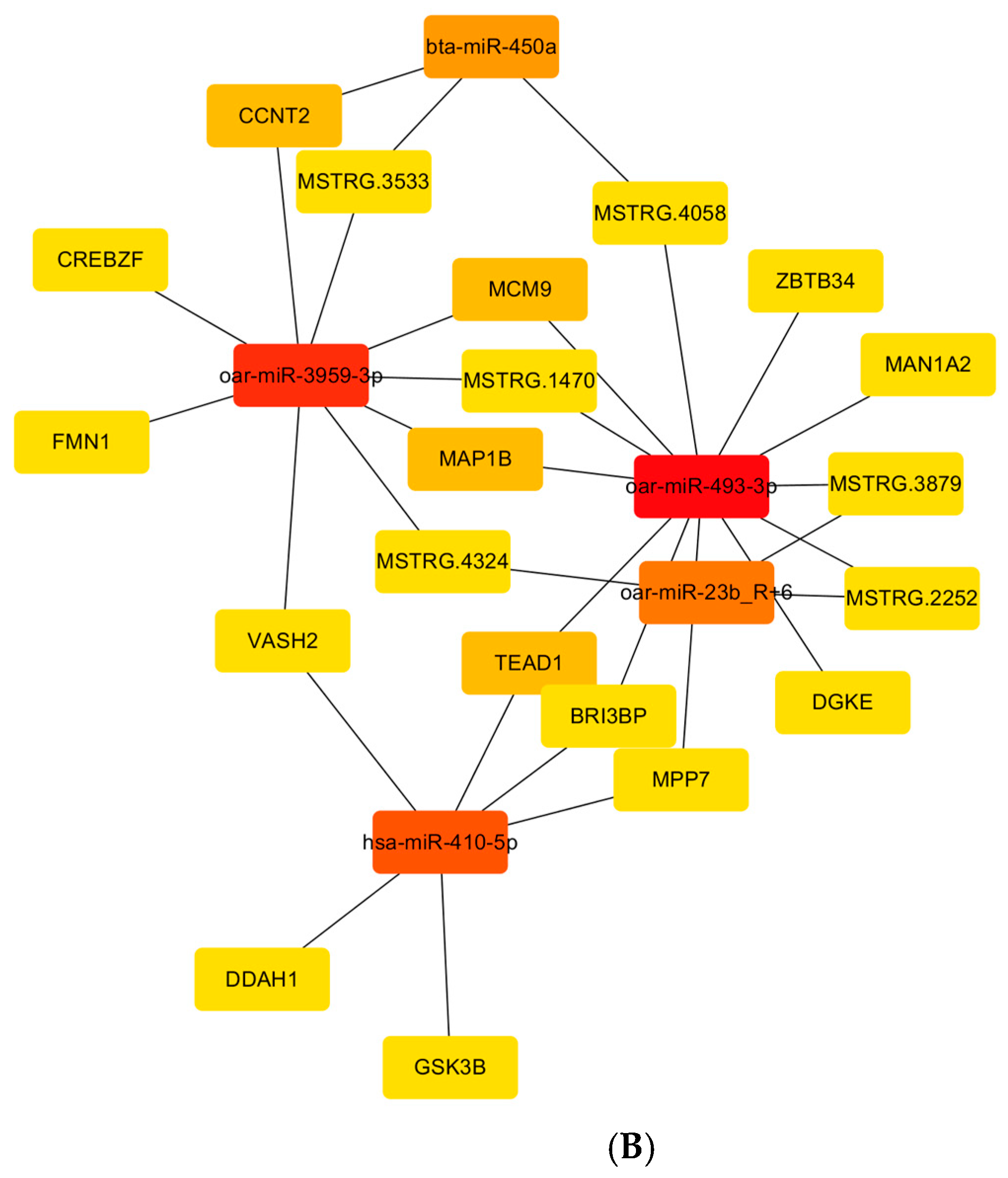 Cells | Free Full-Text | The Molecular Mechanism of the TEAD1 Gene and ...