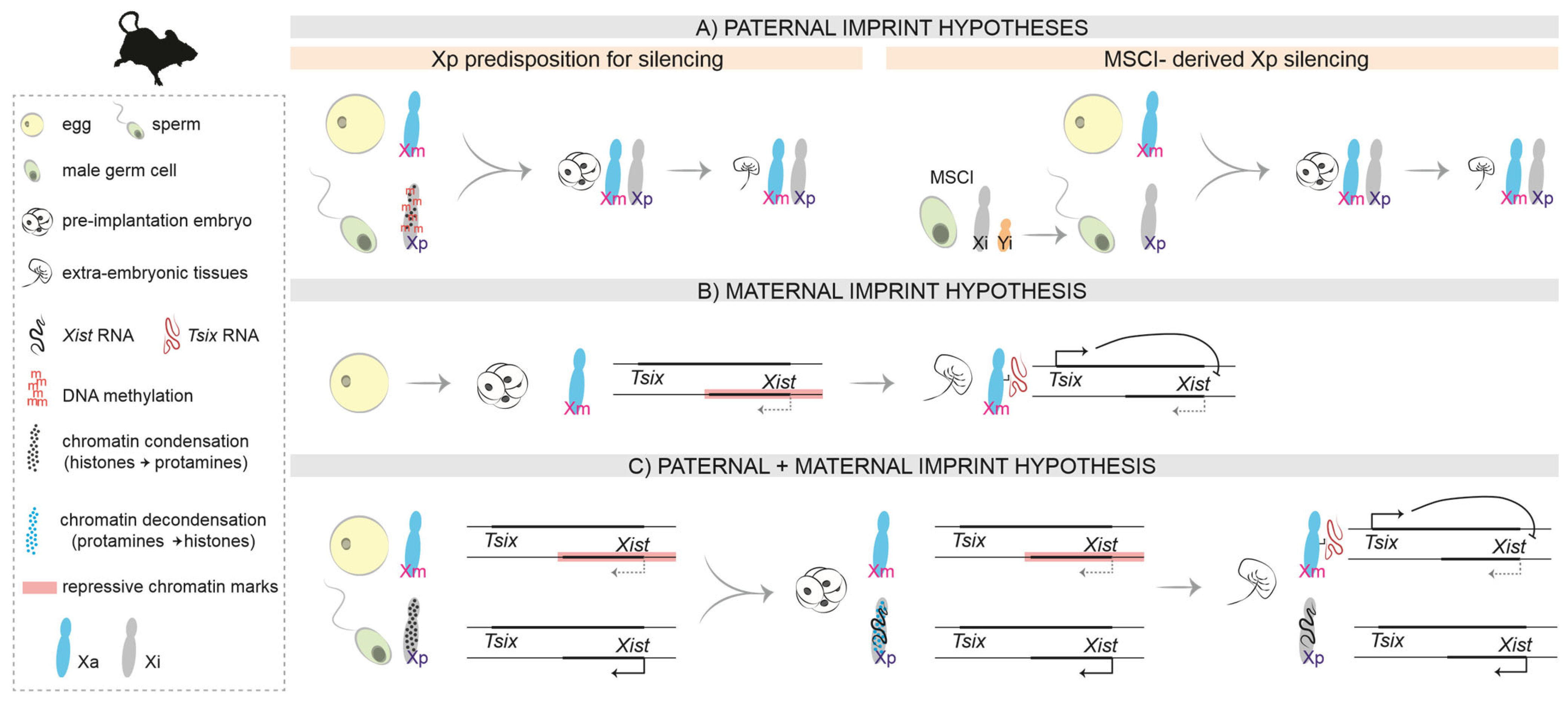 Correction: Furlan, G. and Galupa R. Mechanisms of Choice in X ...