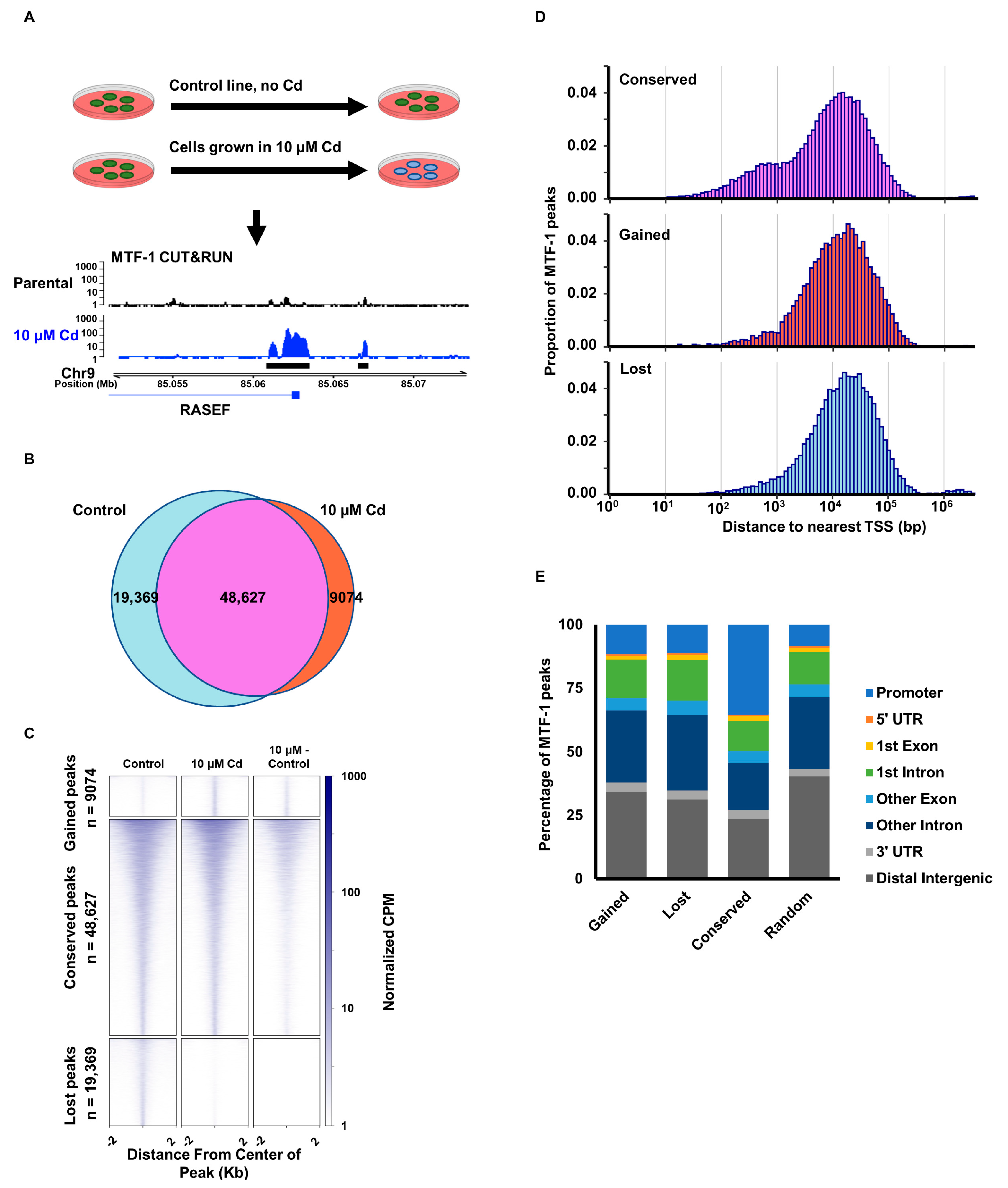 Cells | Free Full-Text | Genomic Redistribution of Metal-Response  Transcription Factor-1 (MTF-1) in Cadmium Resistant Cells