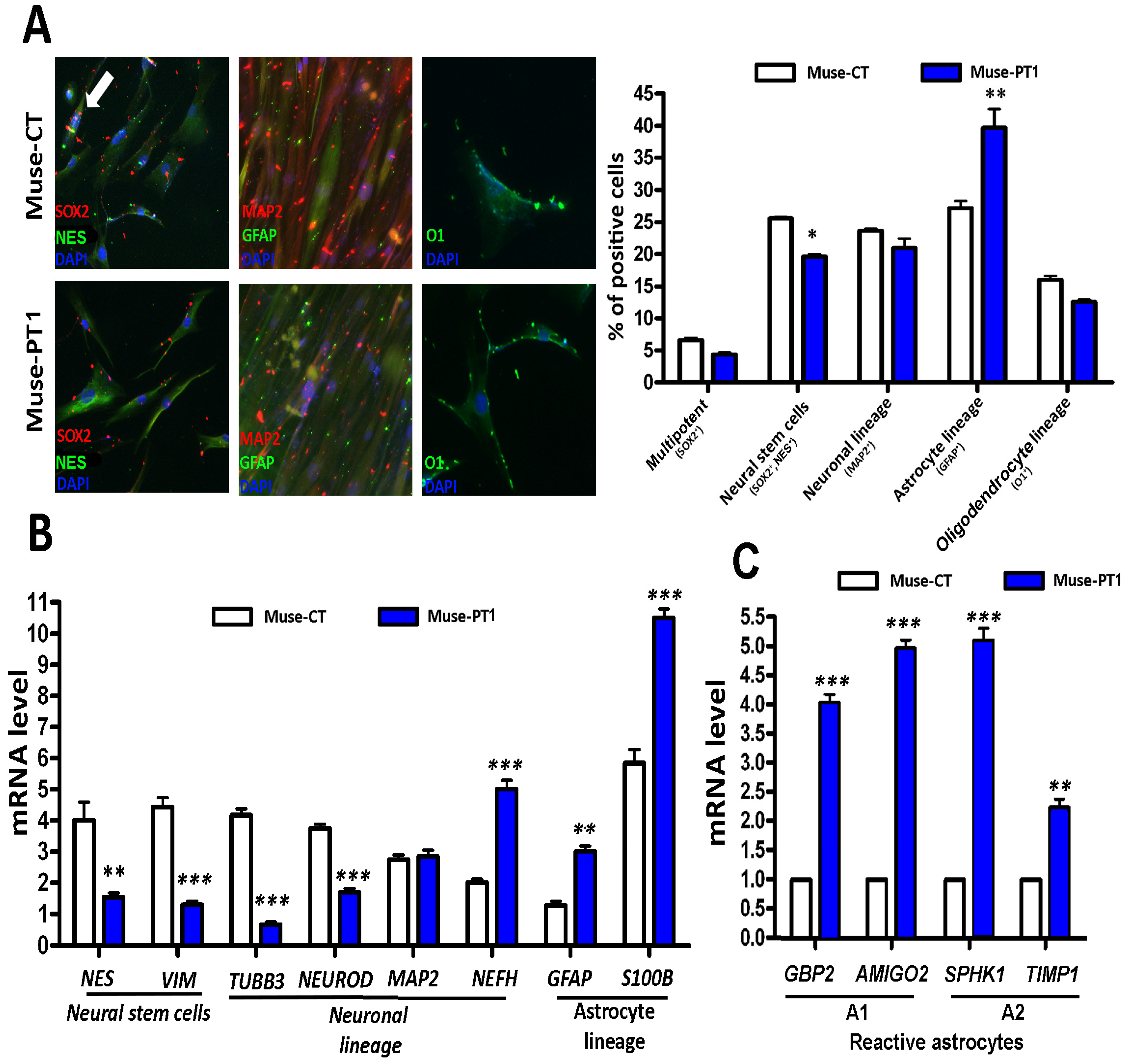 Cells 12 00977 g003 Cells 12 00977 g003