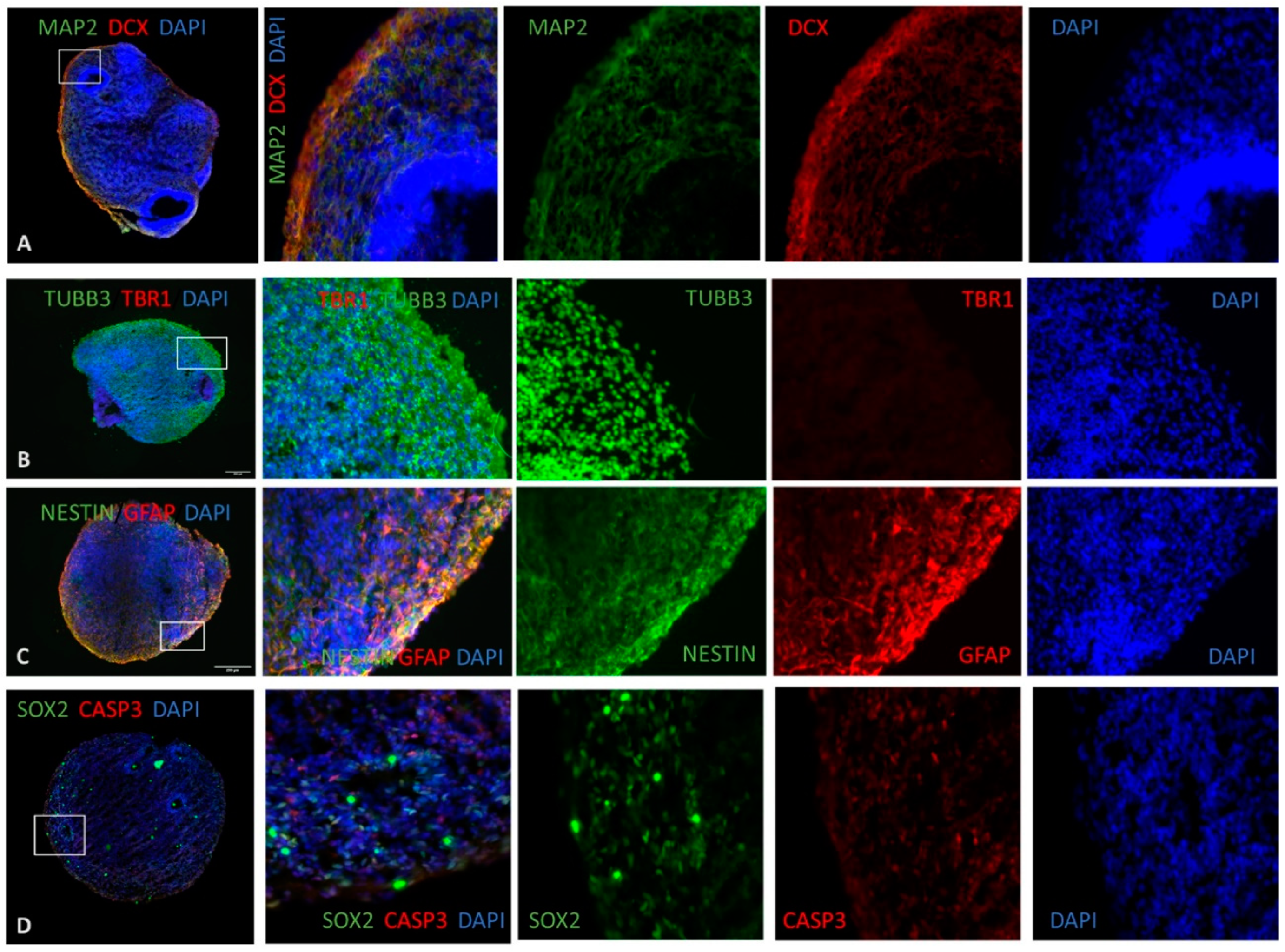Cells 12 00984 g003 Cells 12 00984 g003