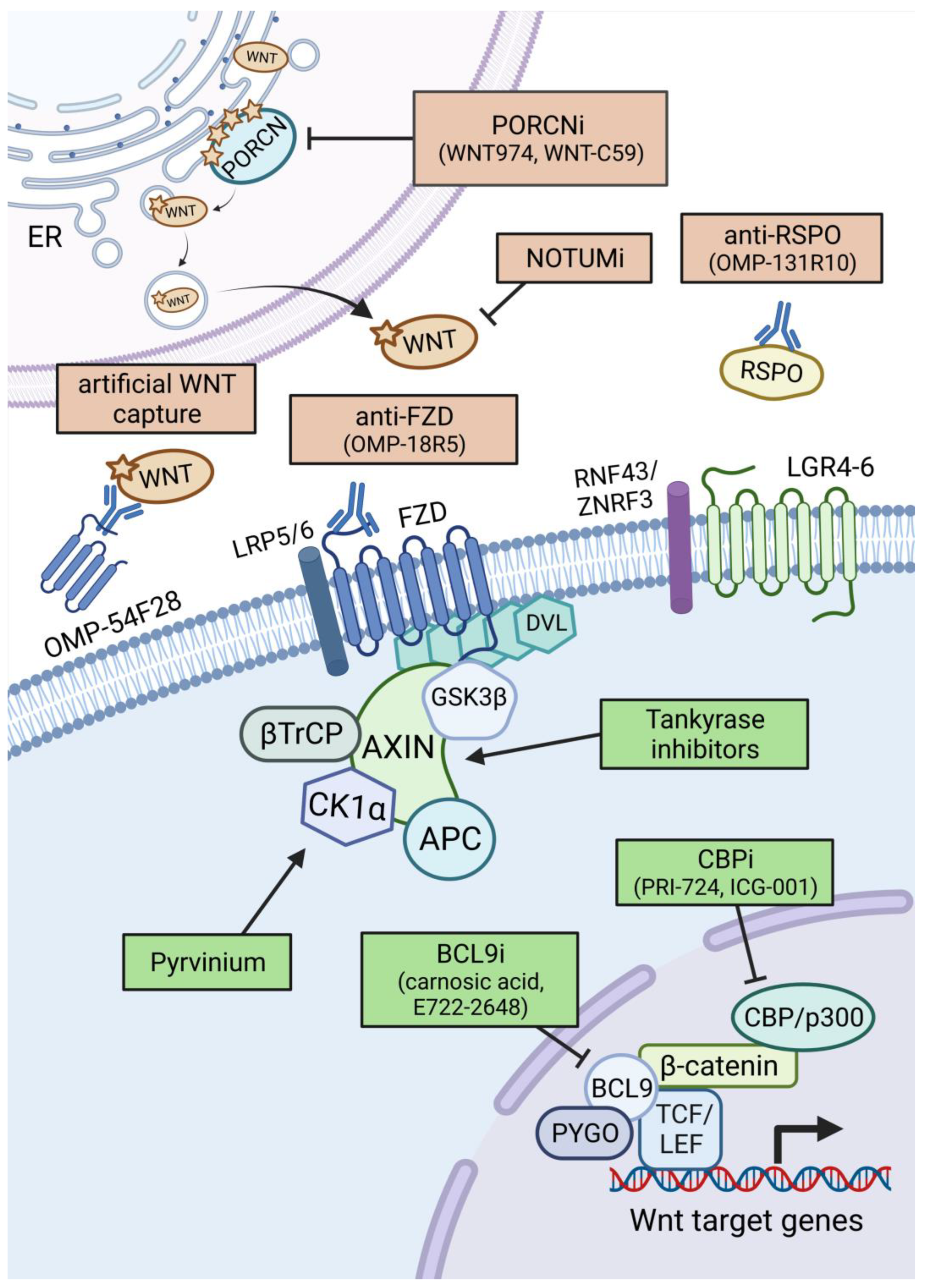 Cells 12 00990 g004 Cells 12 00990 g004