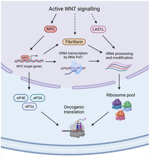 Bcl9 and Pygo synergise downstream of Apc to effect intestinal neoplasia in  FAP mouse models