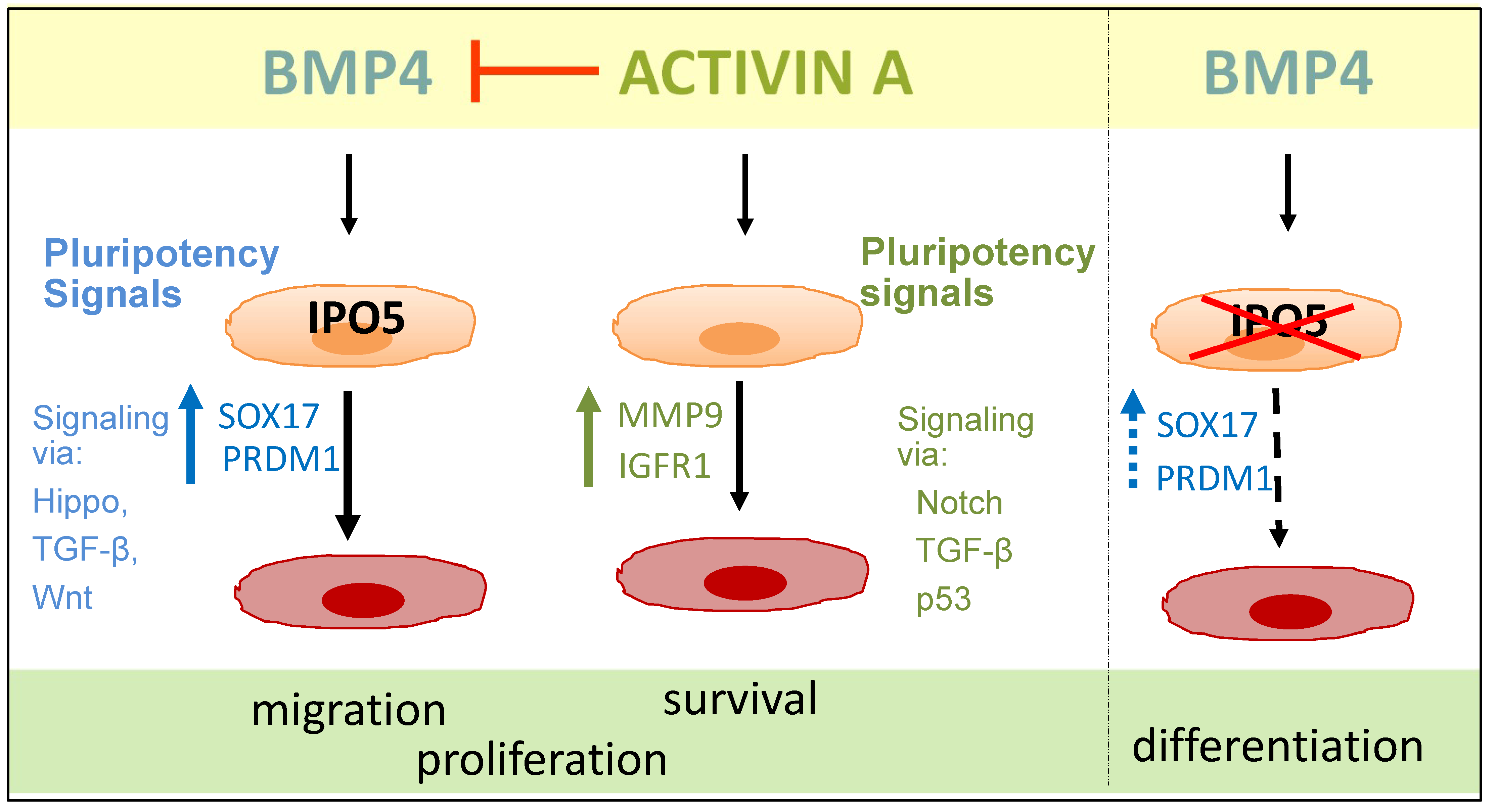 Cells 12 01000 g006 Cells 12 01000 g006