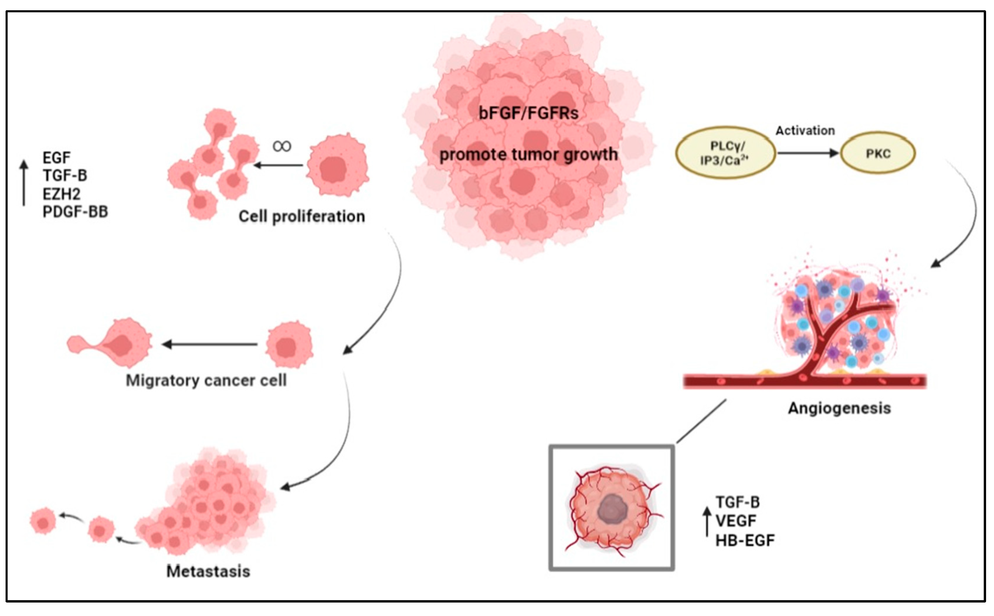 Cells | Free Full-Text | Role of Basic Fibroblast Growth Factor in Cancer:  Biological Activity, Targeted Therapies, and Prognostic Value