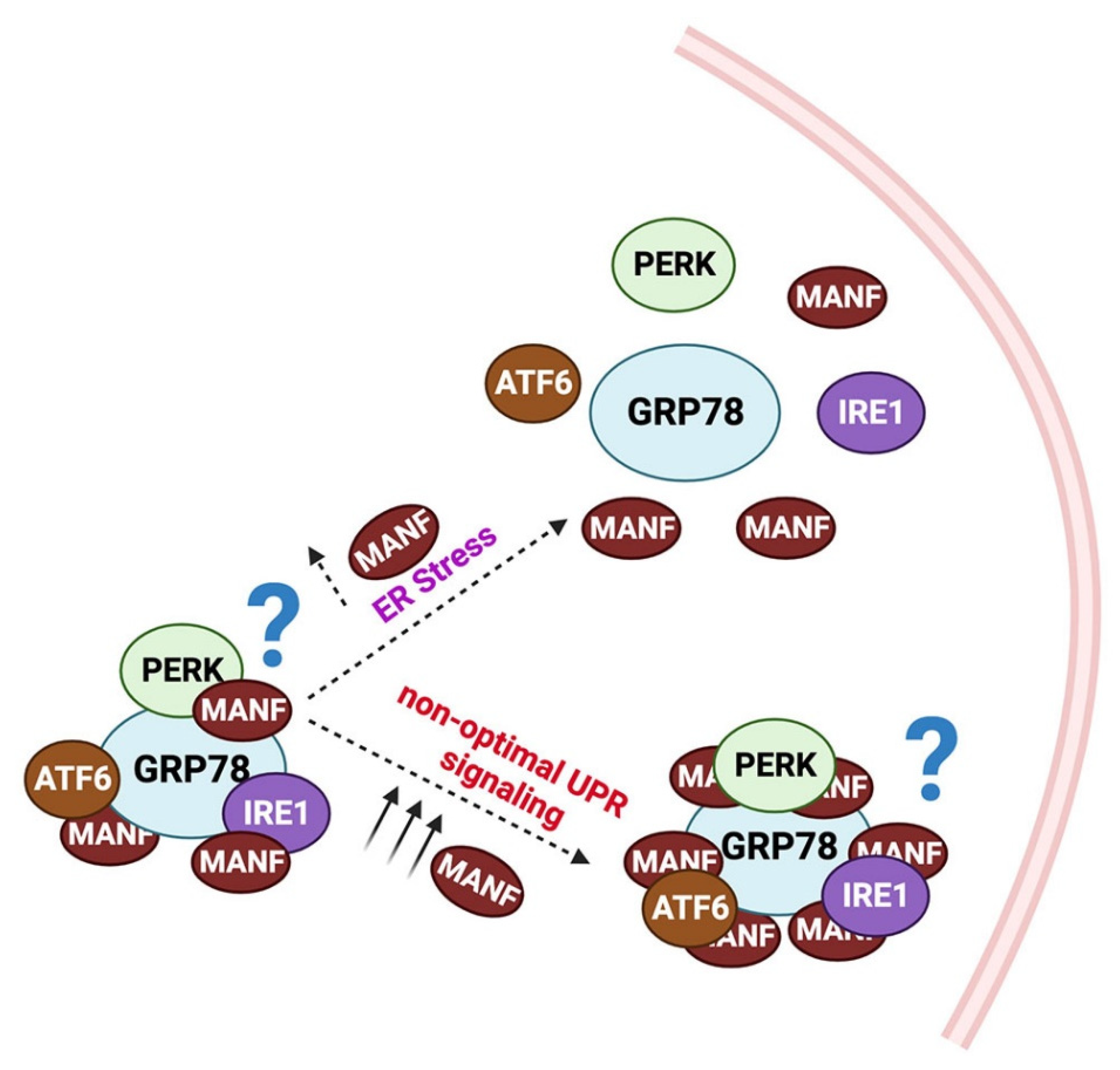 Cells Free Full Text Mesencephalic Astrocyte Derived Neurotrophic Factor Manf An Emerging