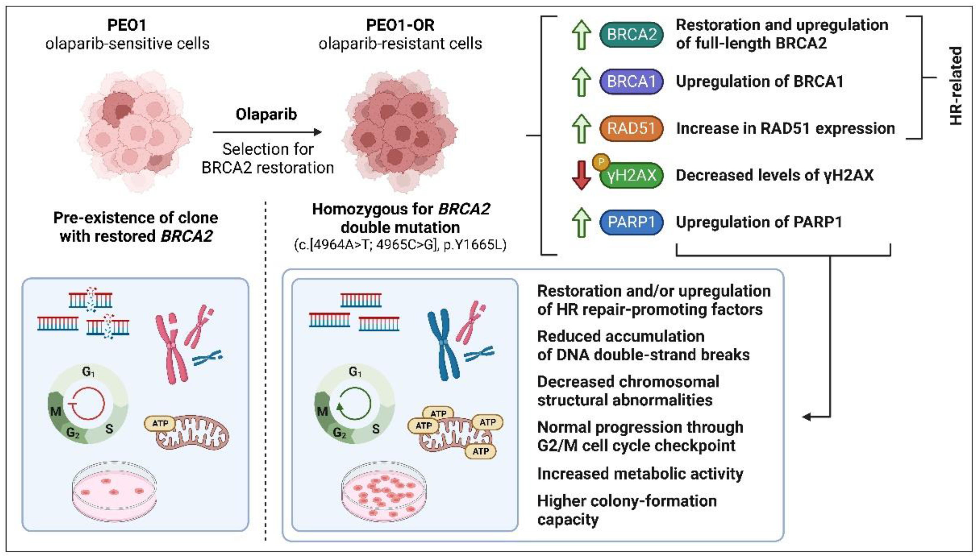 Cells Free Full Text Olaparib Resistant Brca2mut Ovarian Cancer Cells With Restored Brca2 