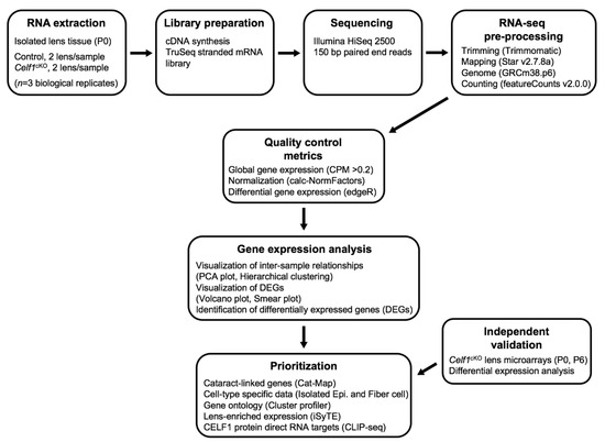 MSP Lens Paper