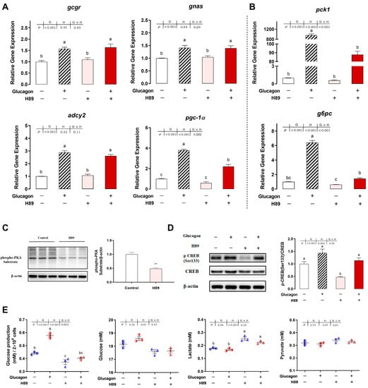 Cells | Free Full-Text | Glucagon Promotes Gluconeogenesis through the ...