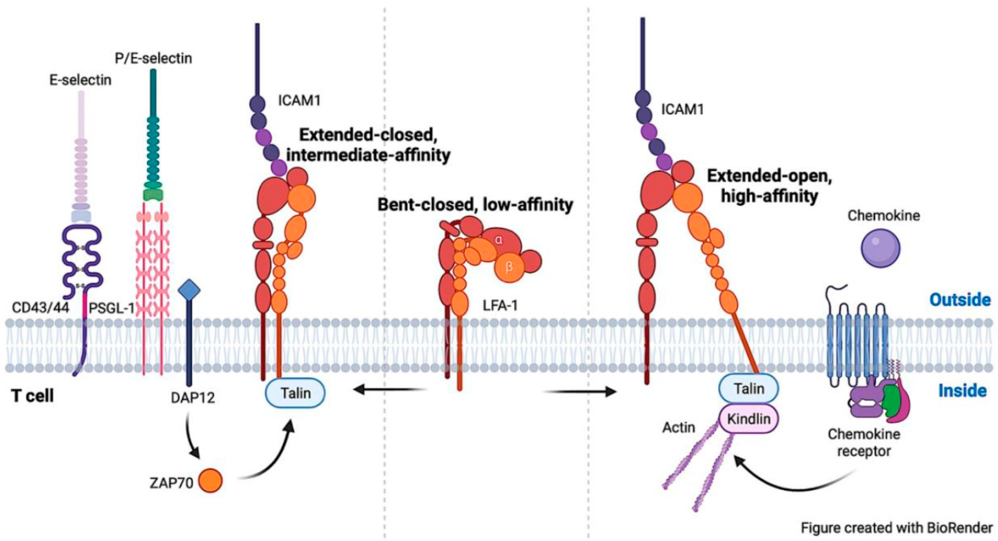 ADCC requires degranulation and LFA-1/ICAM interaction. (A-B