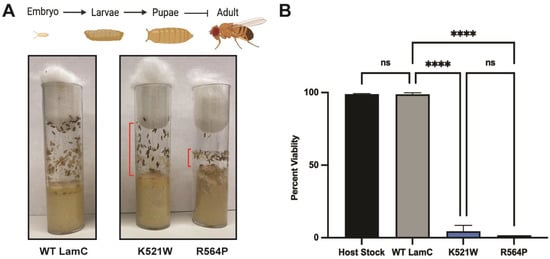 New method preserves viable fruit fly embryos in liquid nitrogen