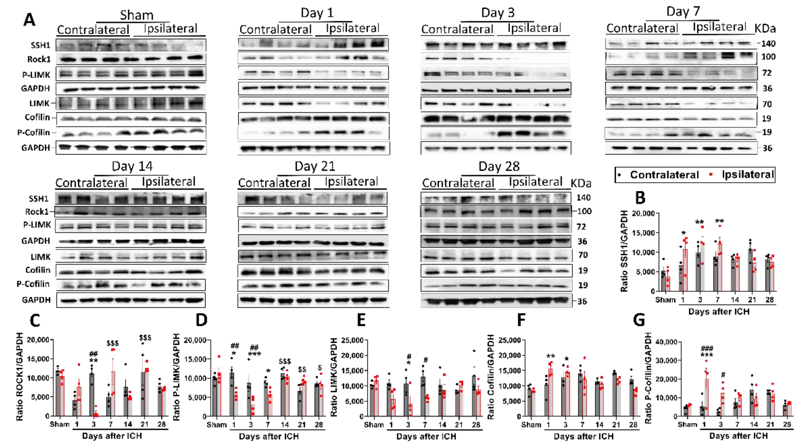 Cells 12 01153 g003 Cells 12 01153 g003