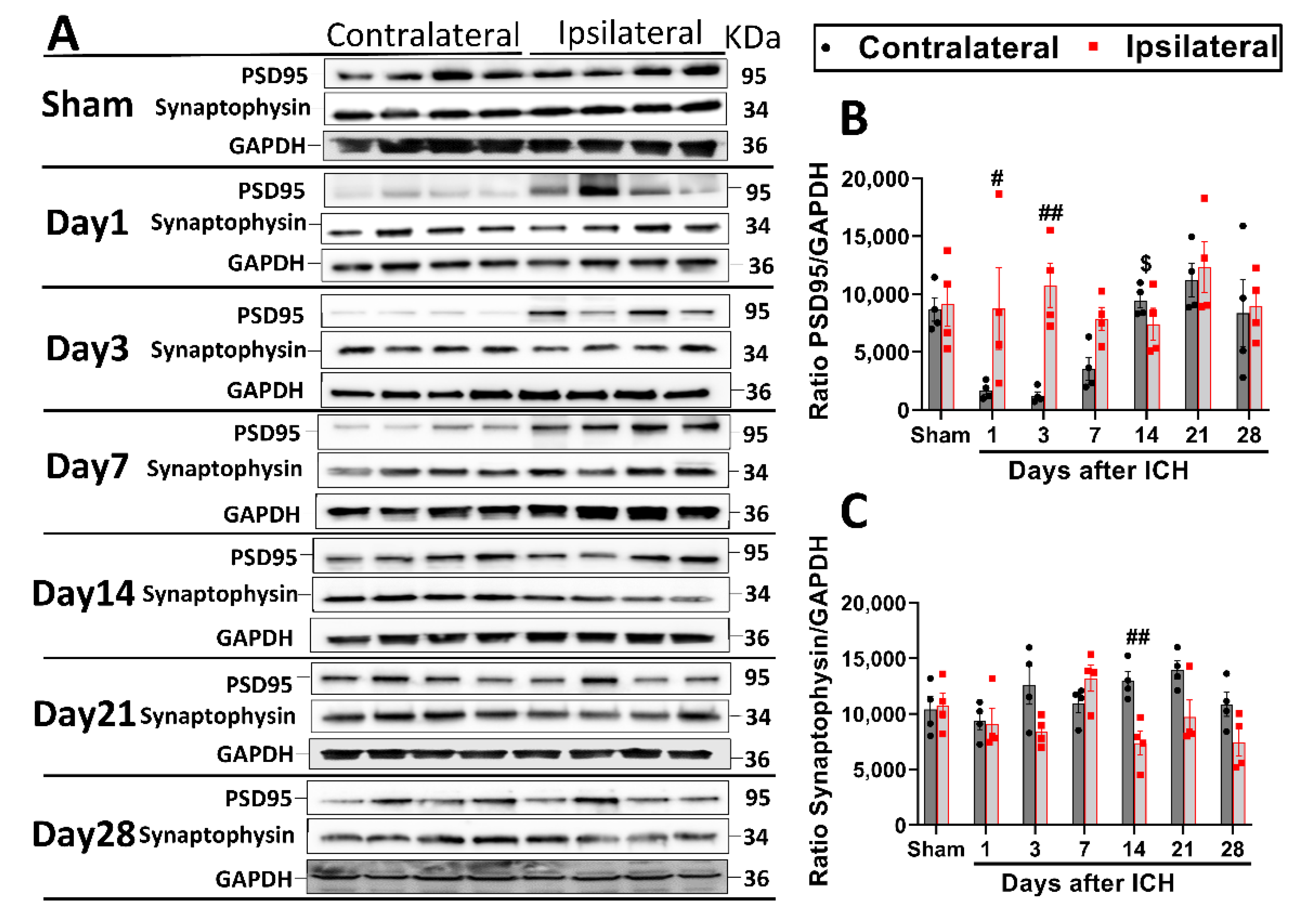 Cells 12 01153 g004 Cells 12 01153 g004