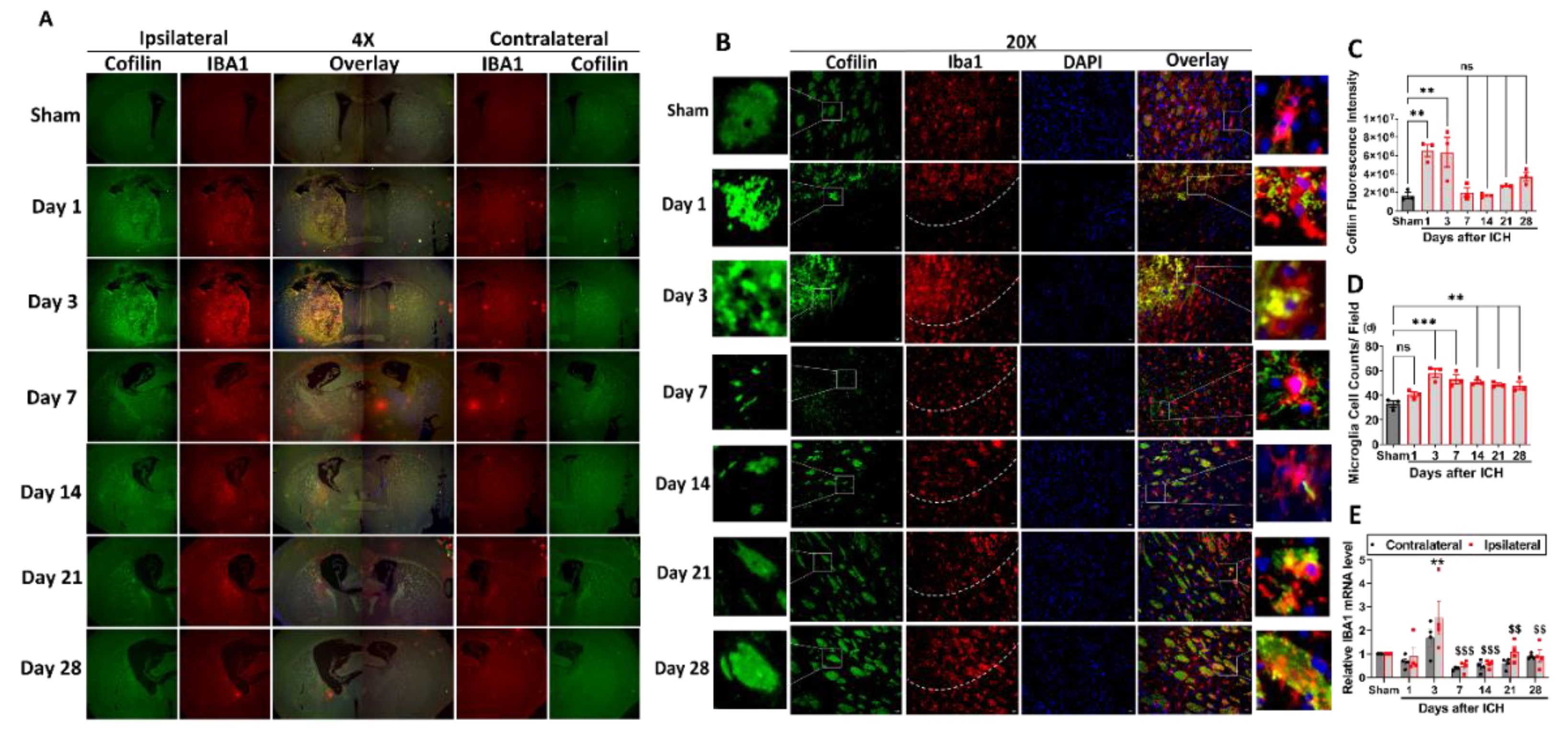 Cells 12 01153 g005 Cells 12 01153 g005