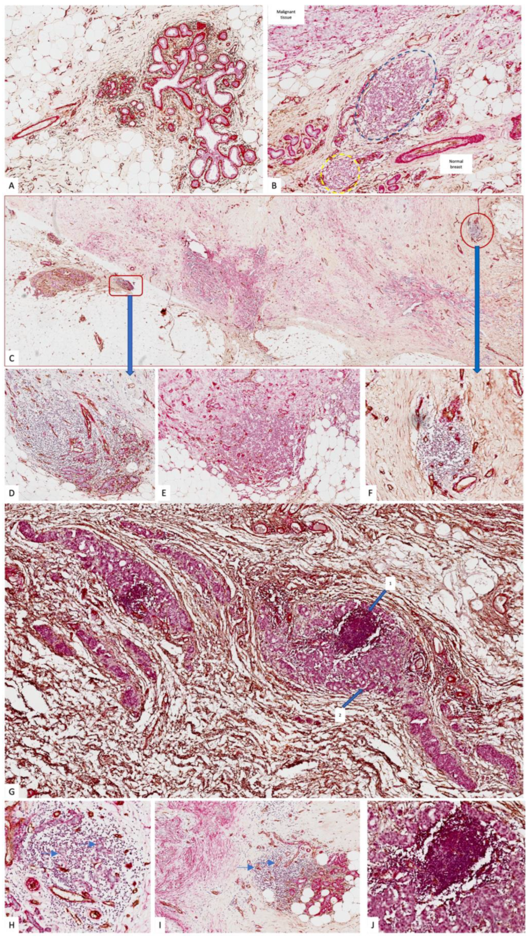 Cells 12 01176 g001 Cells 12 01176 g001