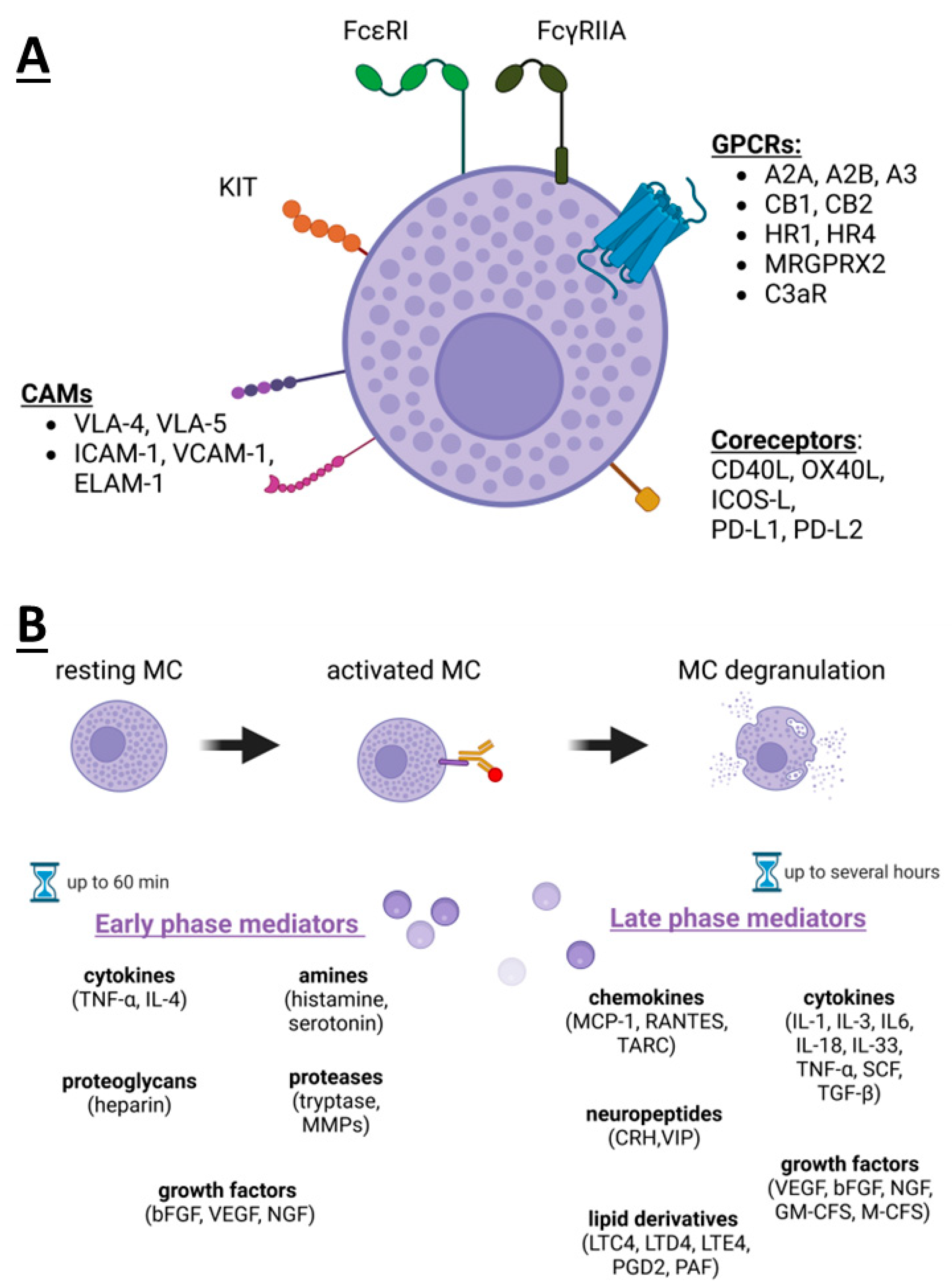 Cells | Free Full-Text | Mast Cells as a Target&mdash;A Comprehensive  Review of Recent Therapeutic Approaches