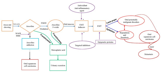 Cells | Free Full-Text | Systematic Review of Roles of Arecoline and  Arecoline N-Oxide in Oral Cancer and Strategies to Block Carcinogenesis