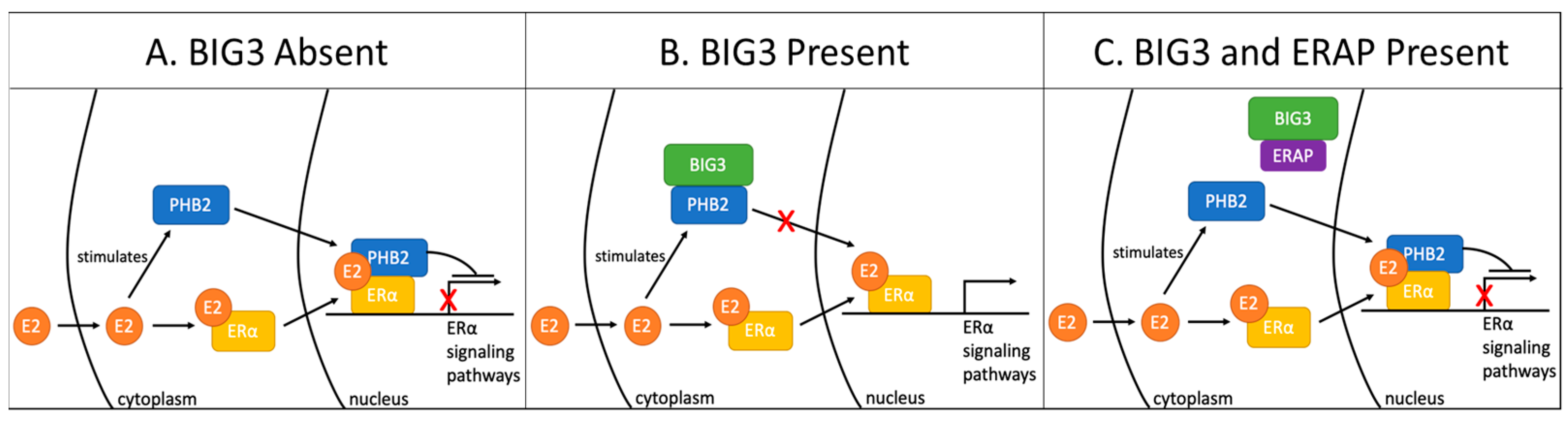 Cells 12 01211 g004 Cells 12 01211 g004