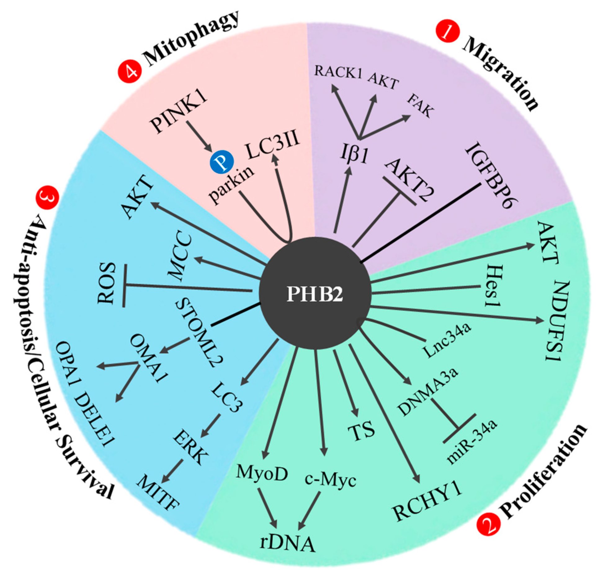 Cells 12 01211 g005 Cells 12 01211 g005