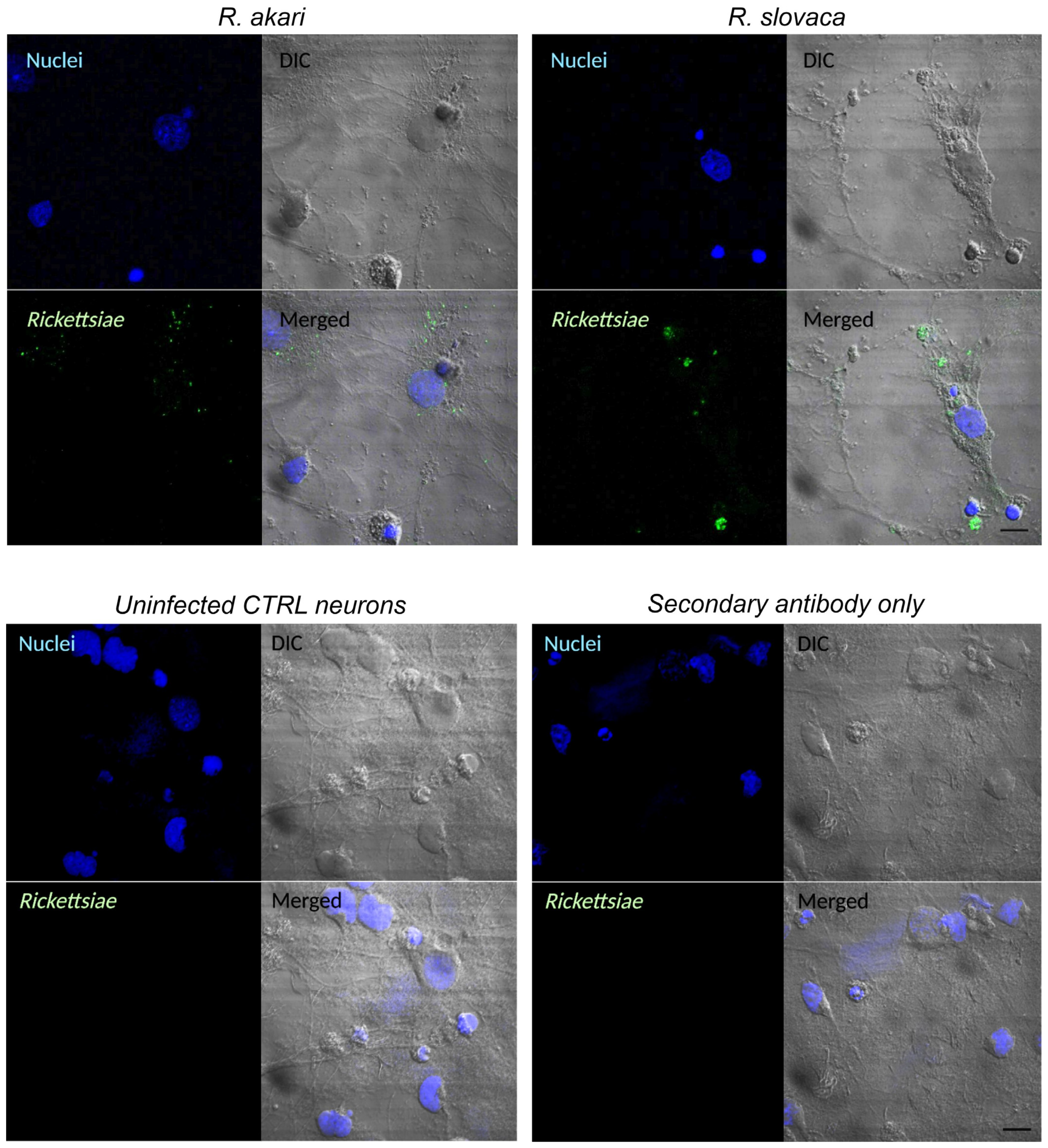 Cells 12 01235 g002 Cells 12 01235 g002