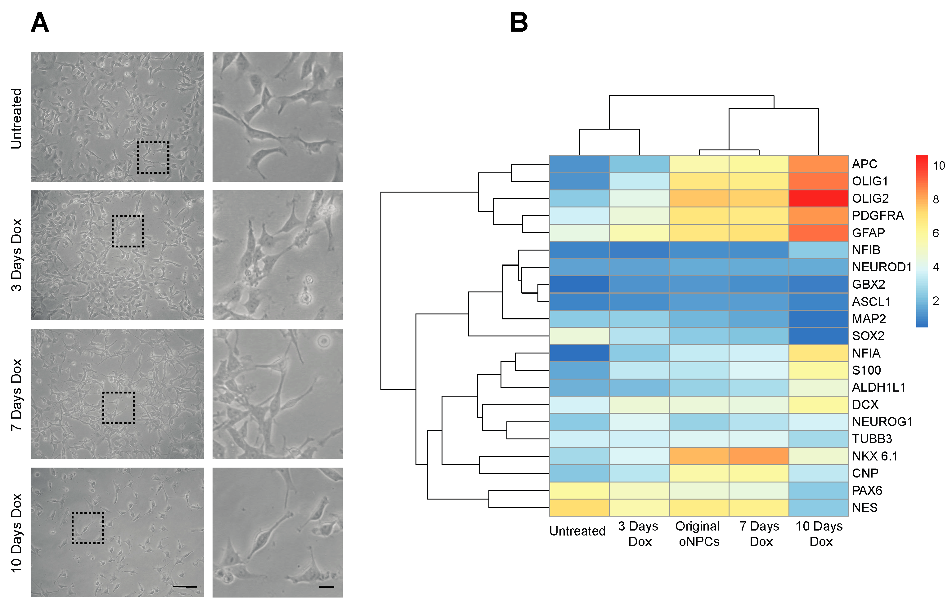 Cells 12 01252 g001 Cells 12 01252 g001