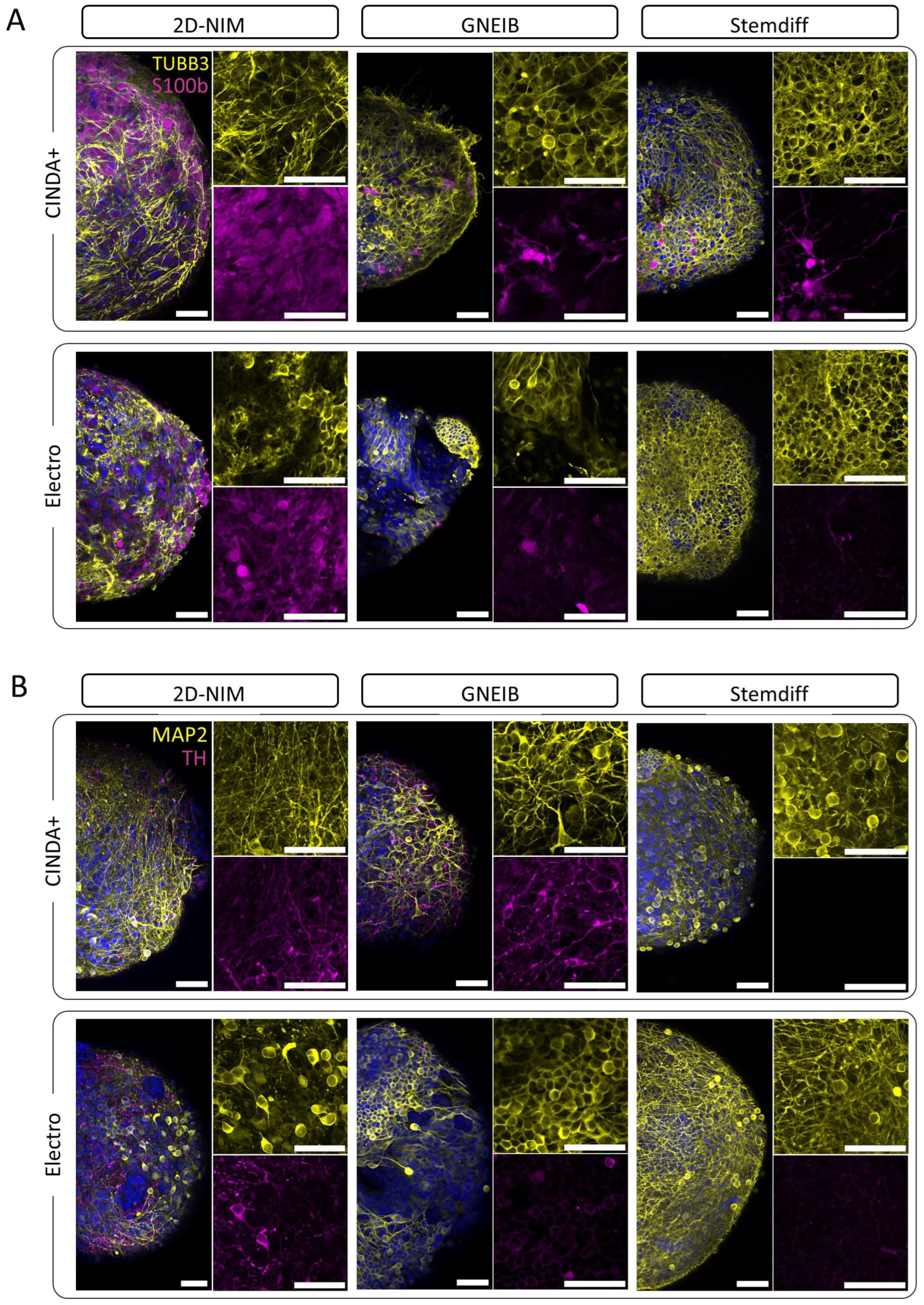 Cells 12 01270 g003 Cells 12 01270 g003