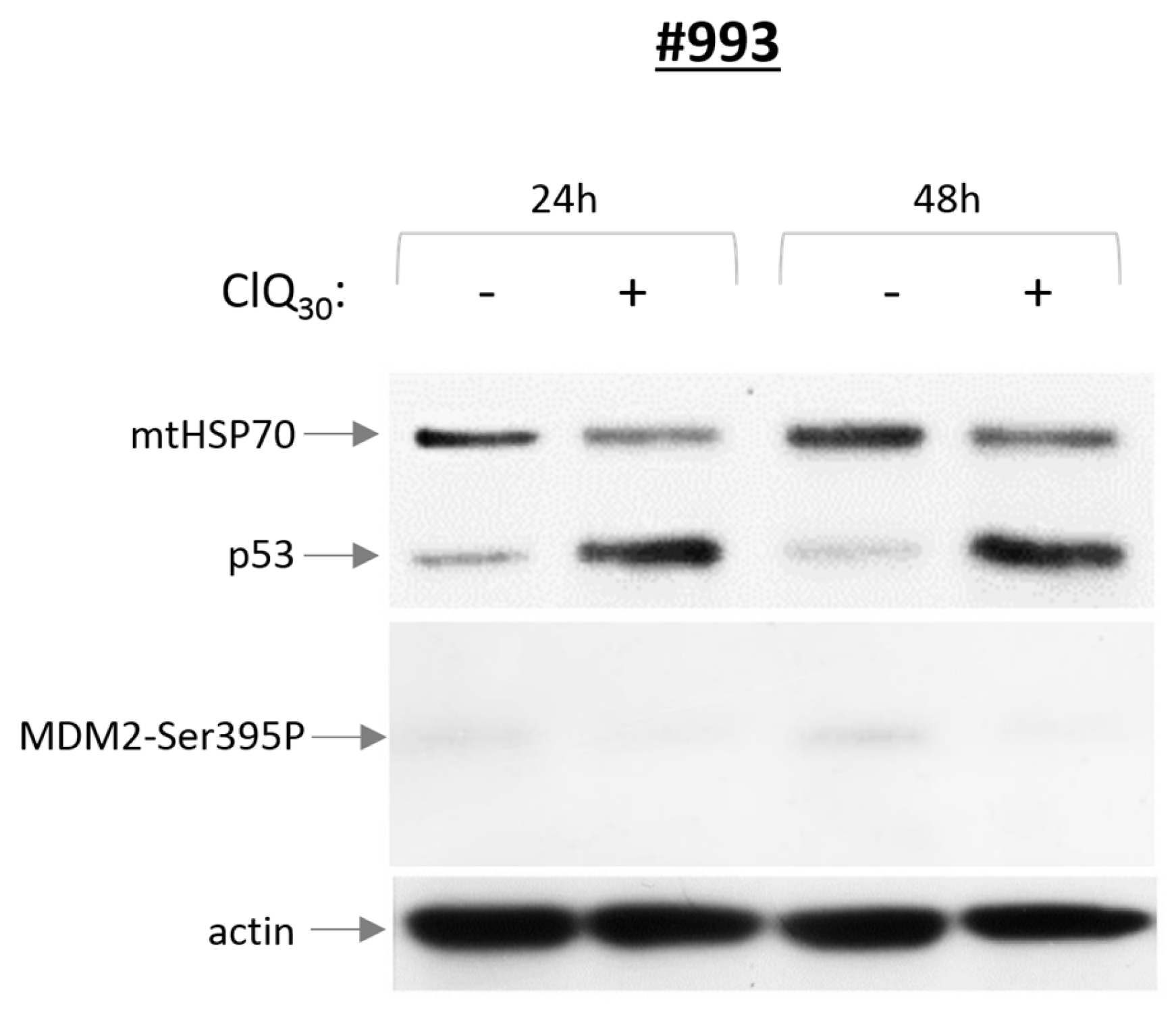 Cells 12 01290 g005 Cells 12 01290 g005