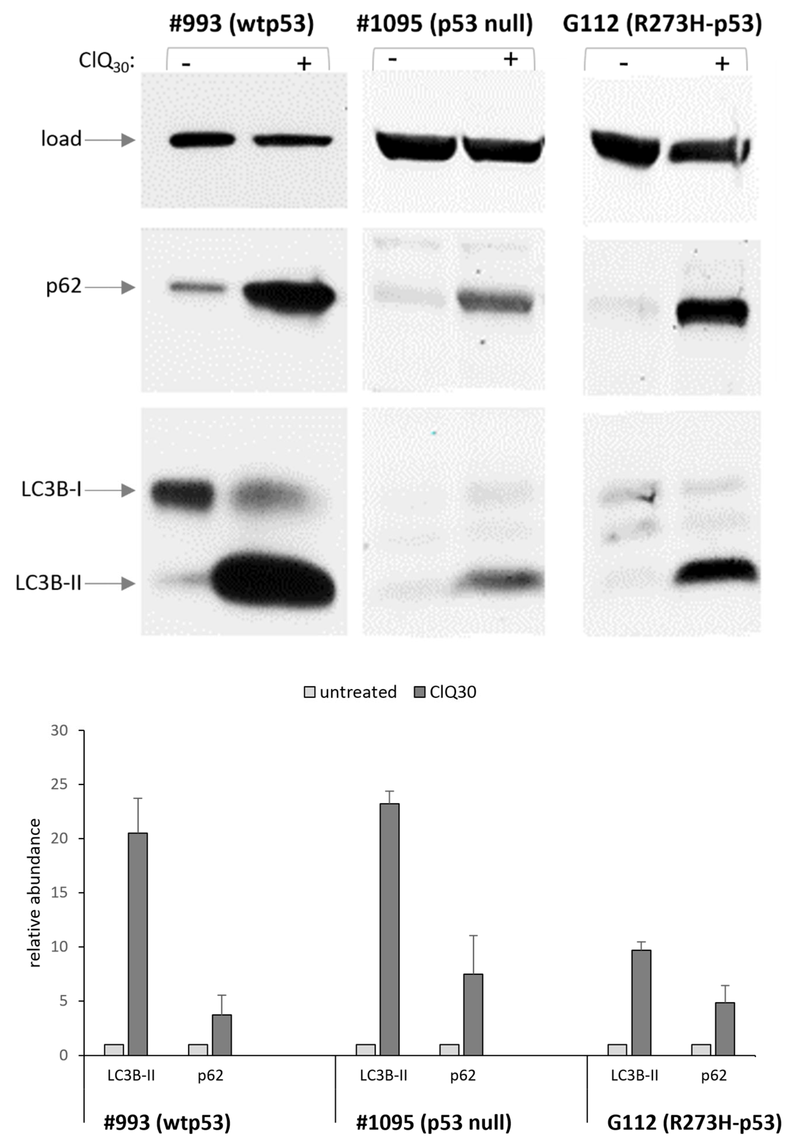 Cells 12 01290 g011 Cells 12 01290 g011