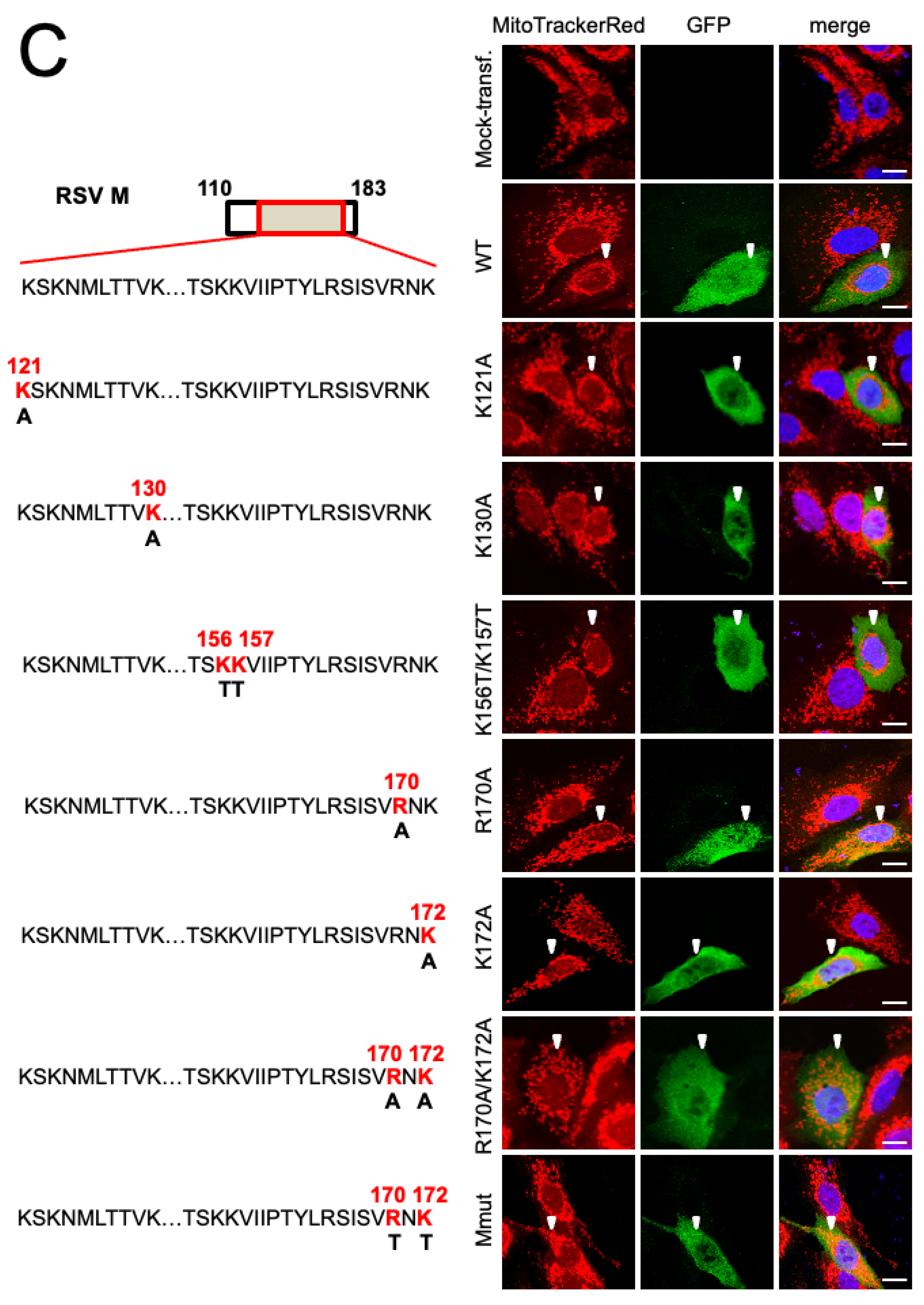 Cells 12 01311 g002b