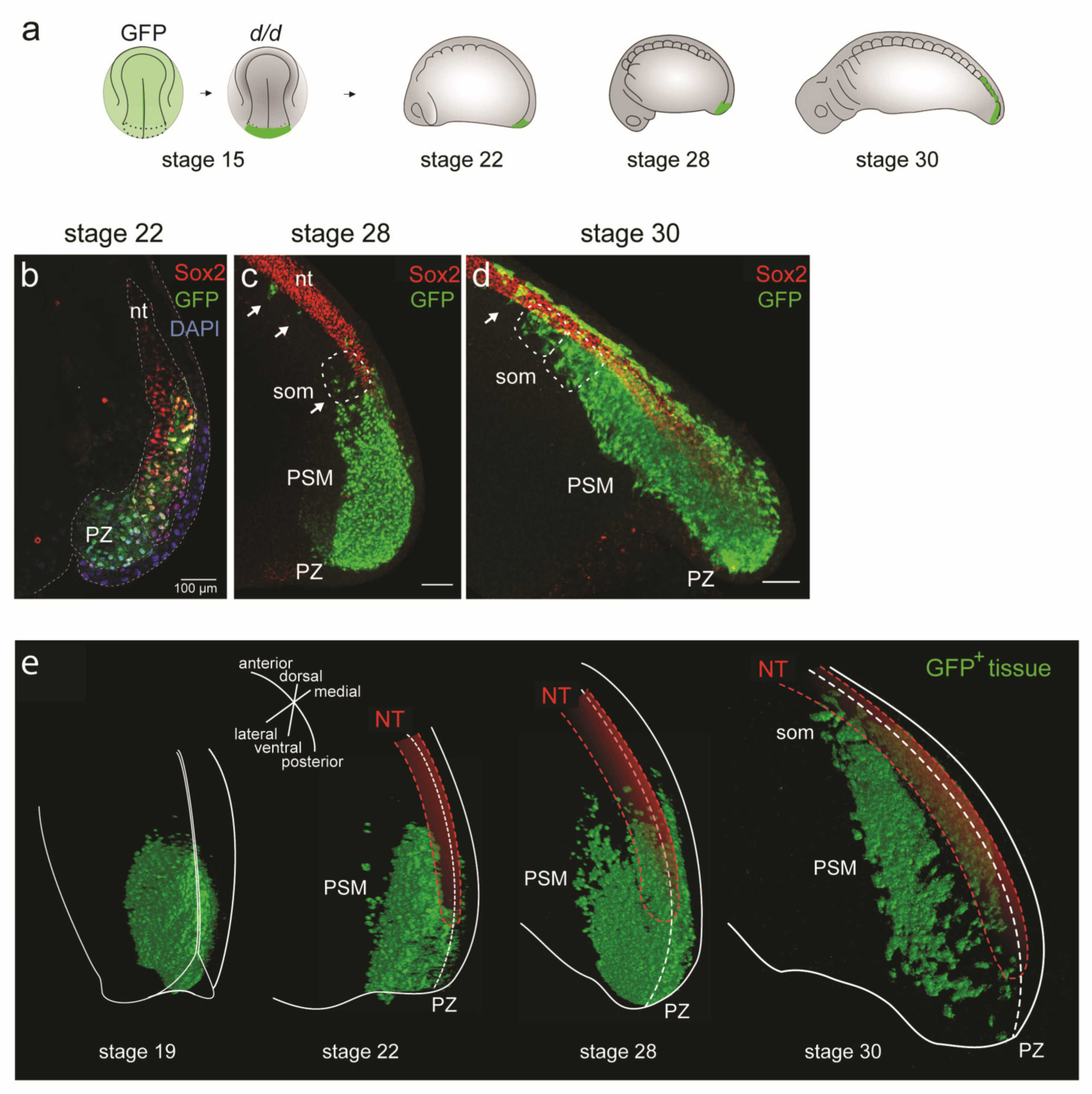 Cells 12 01313 g003 Cells 12 01313 g003