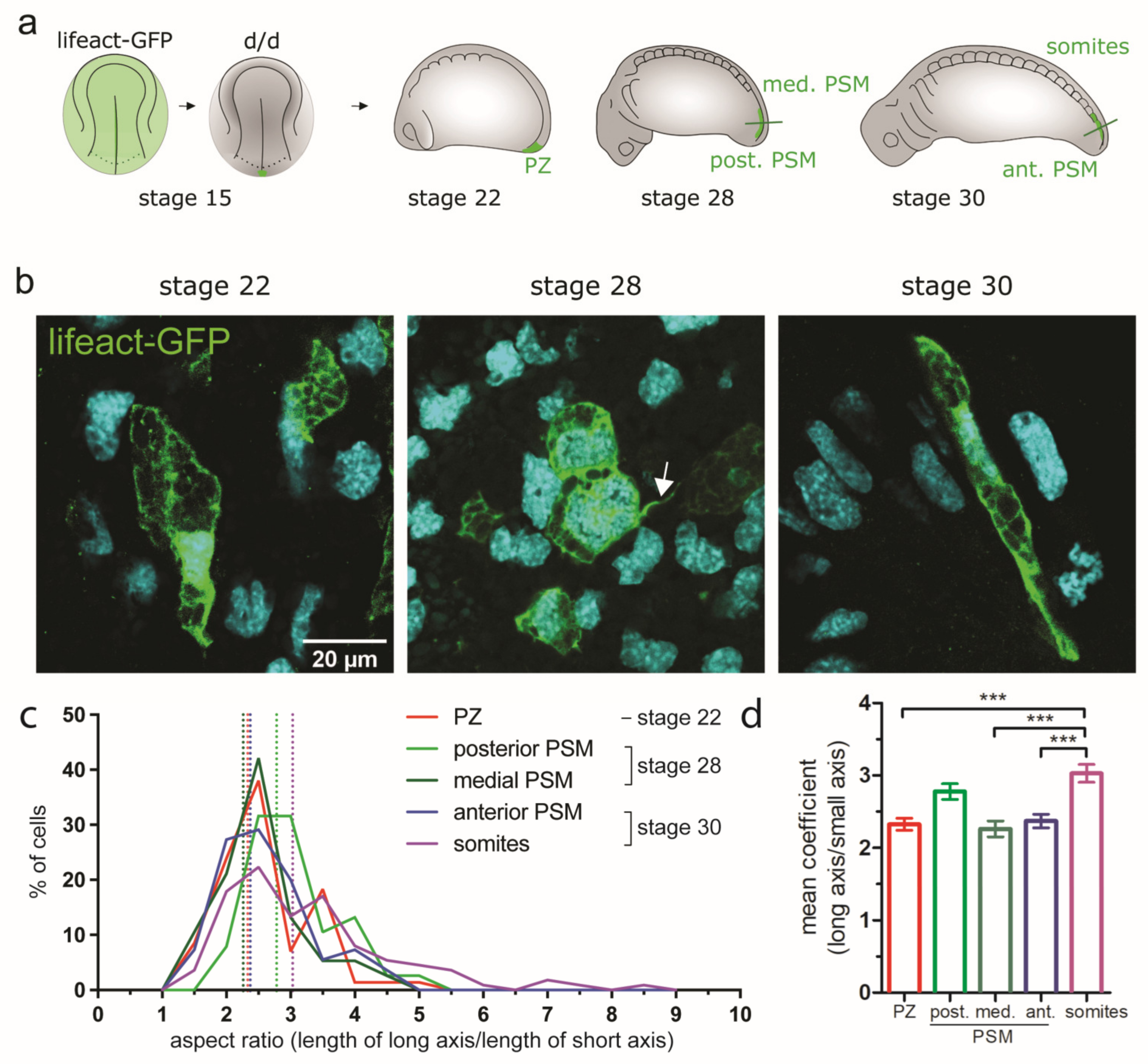 Cells 12 01313 g006 Cells 12 01313 g006