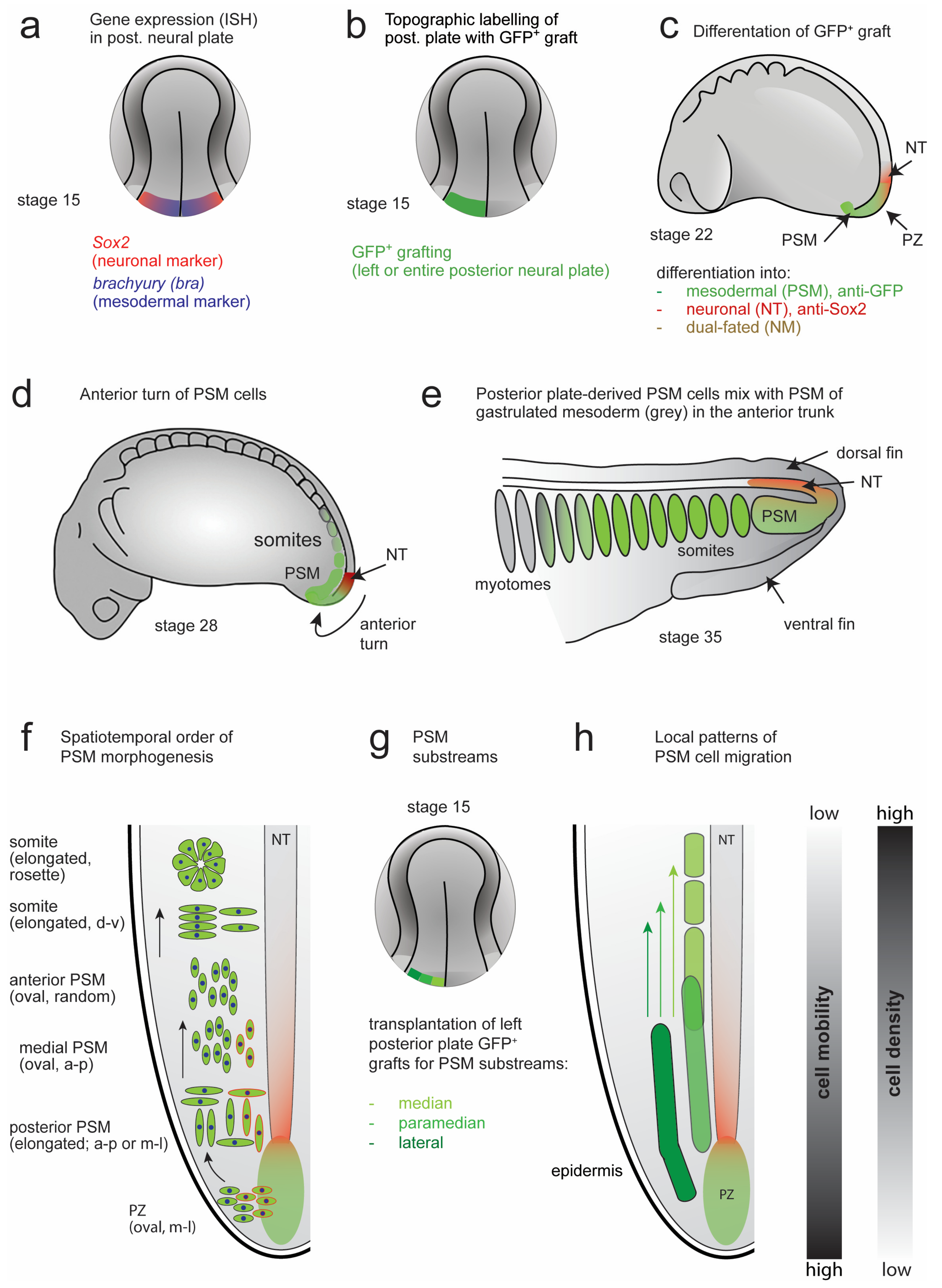 Cells 12 01313 g008 Cells 12 01313 g008