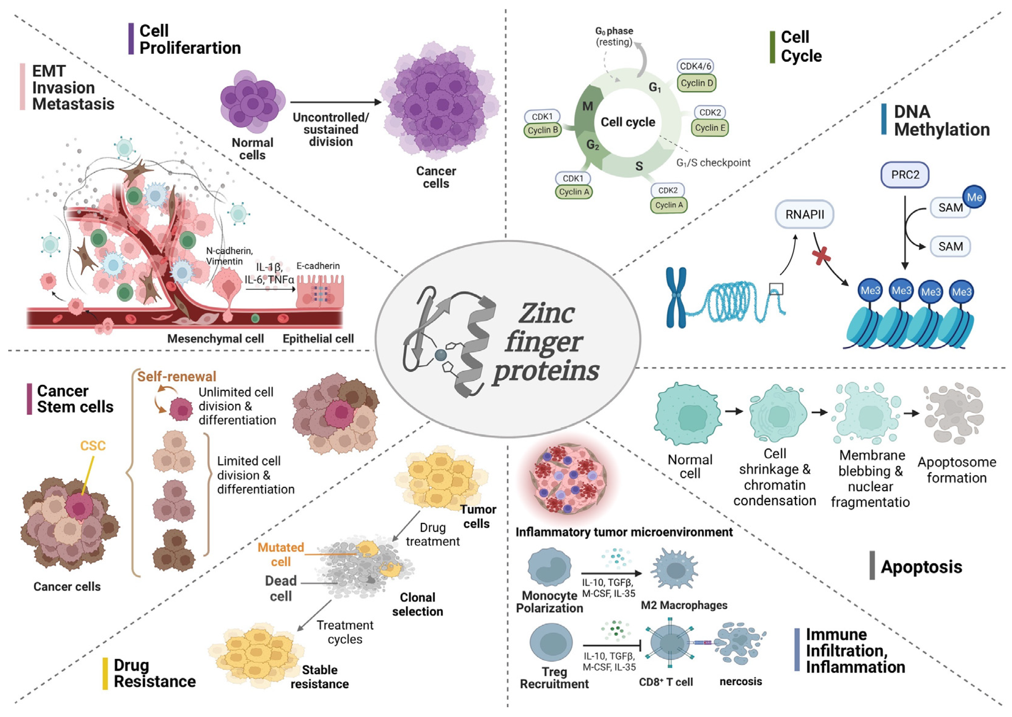 Cells 12 01314 g001 Cells 12 01314 g001