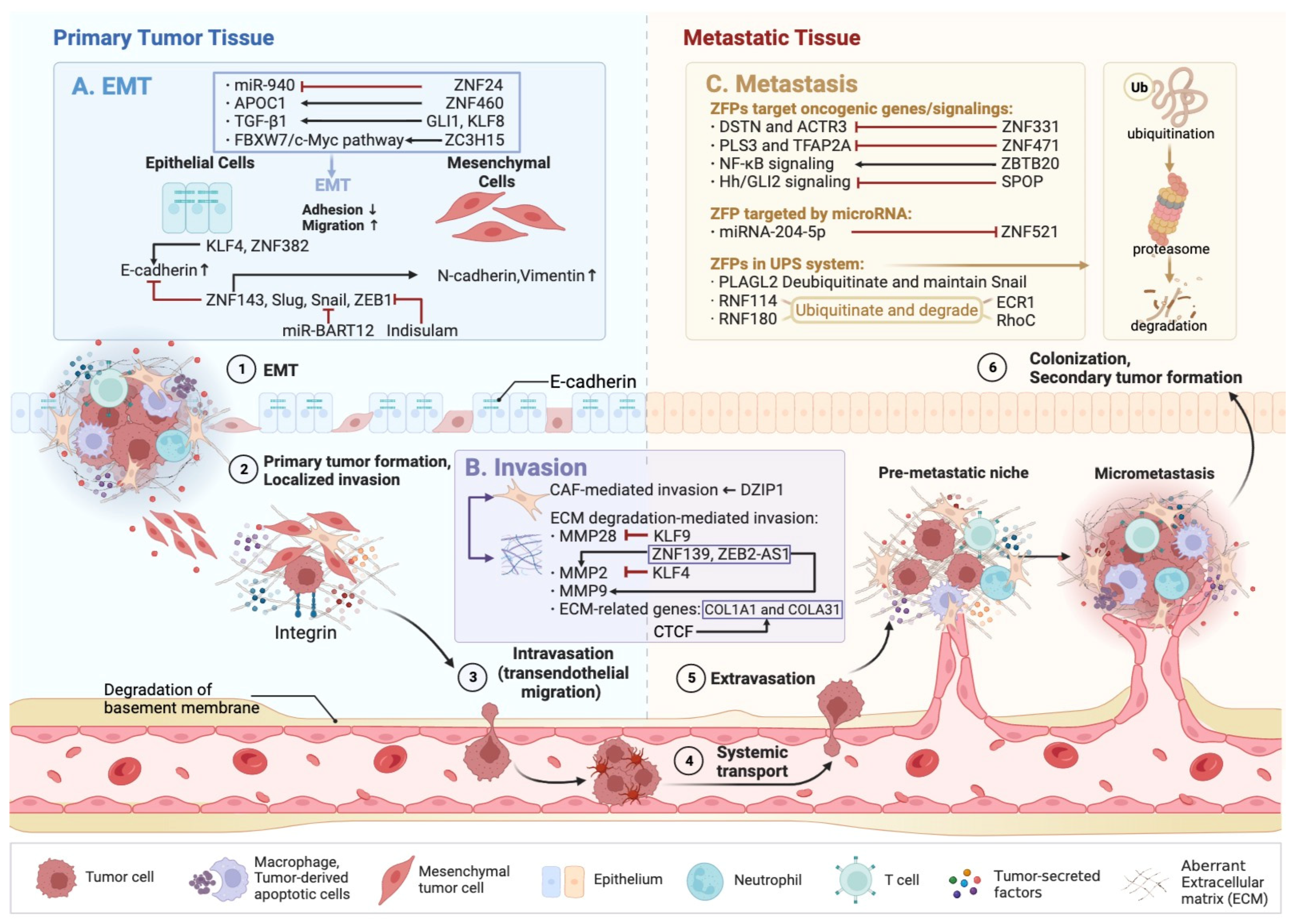 Cells 12 01314 g002 Cells 12 01314 g002