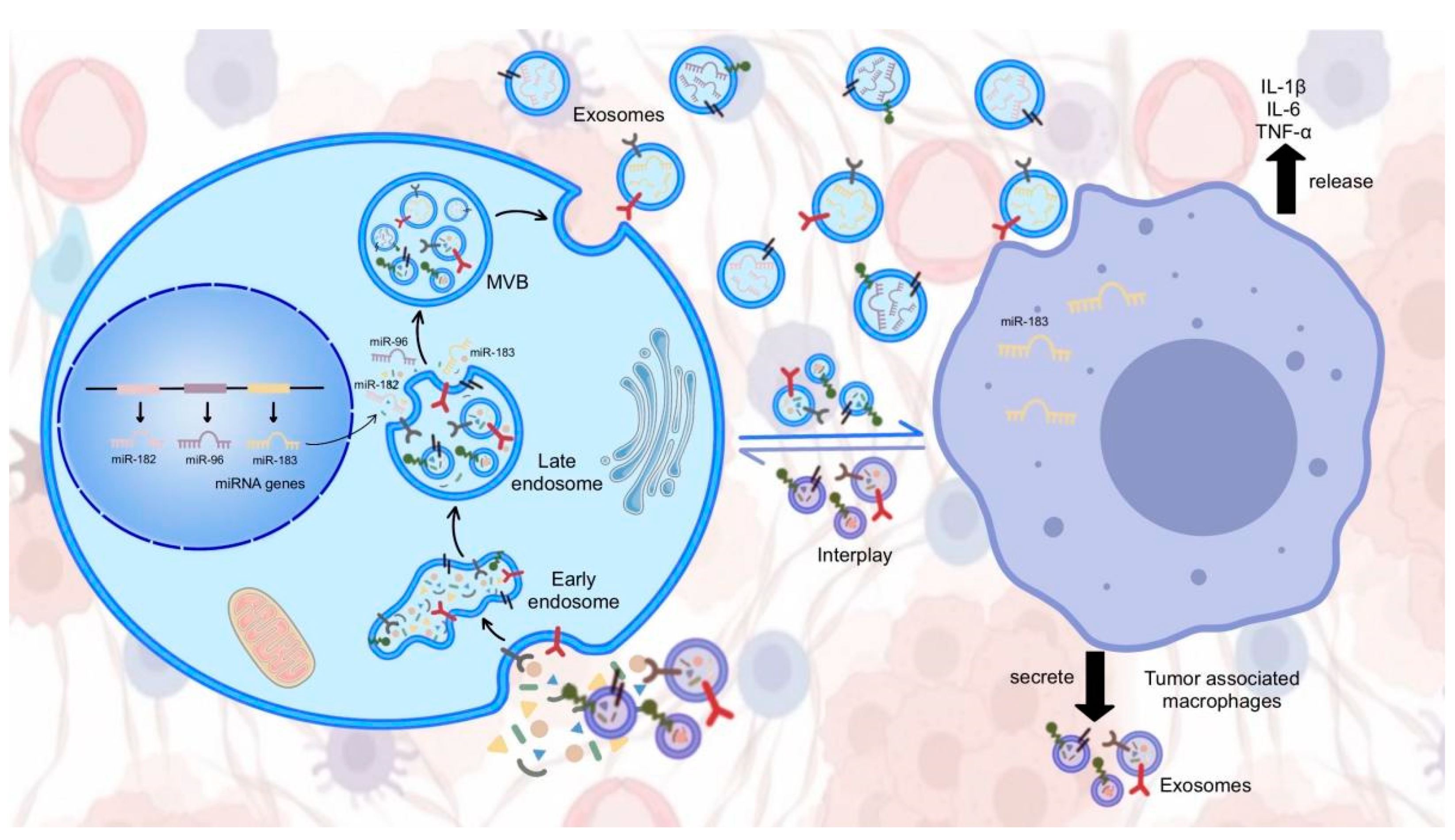 Cells 12 01315 g004 Cells 12 01315 g004