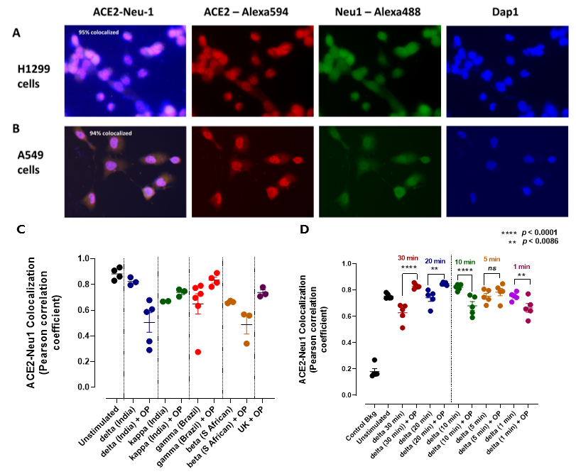 Cells 12 01332 g004 Cells 12 01332 g004