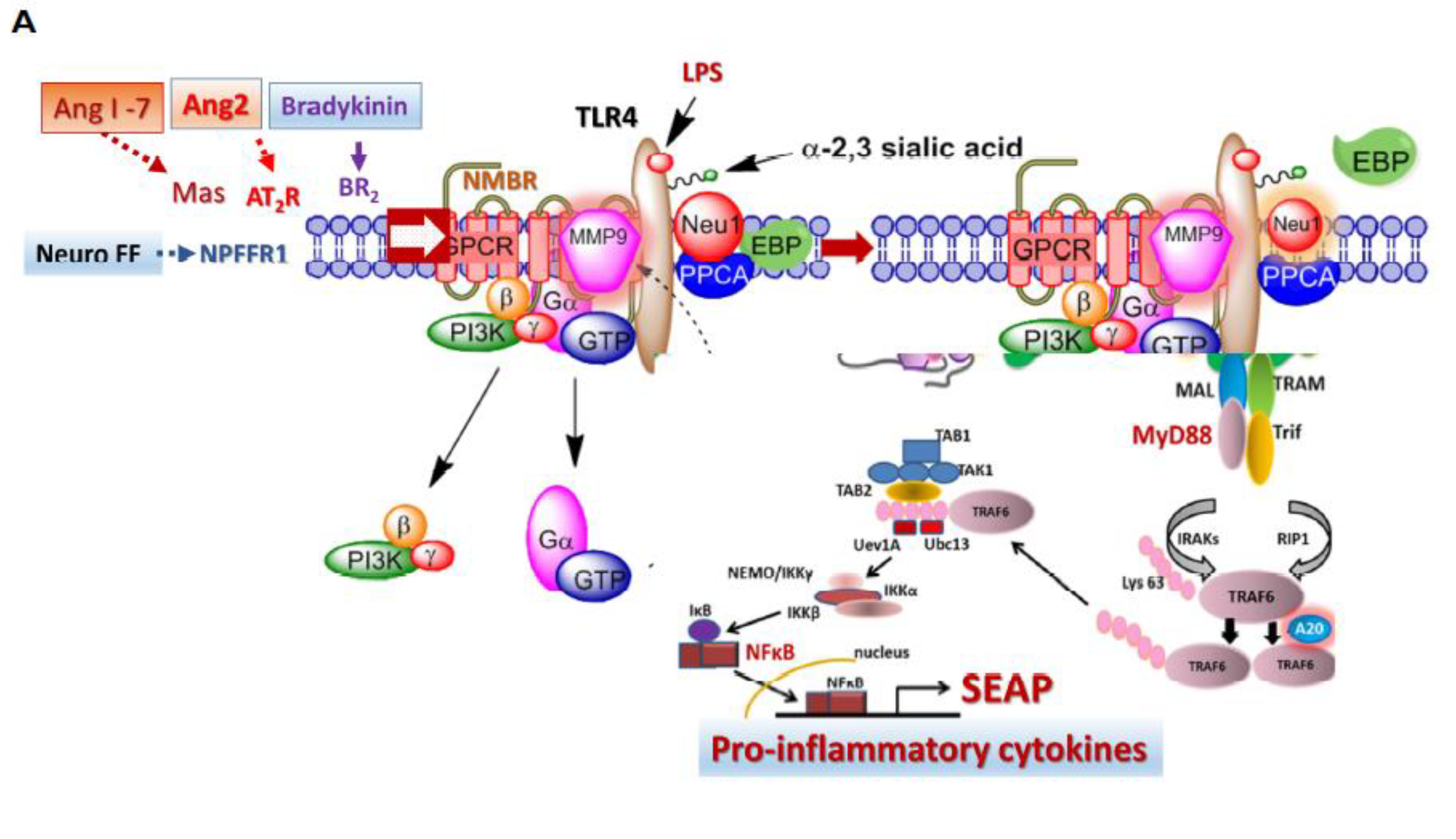 Cells 12 01332 g005a Cells 12 01332 g005a