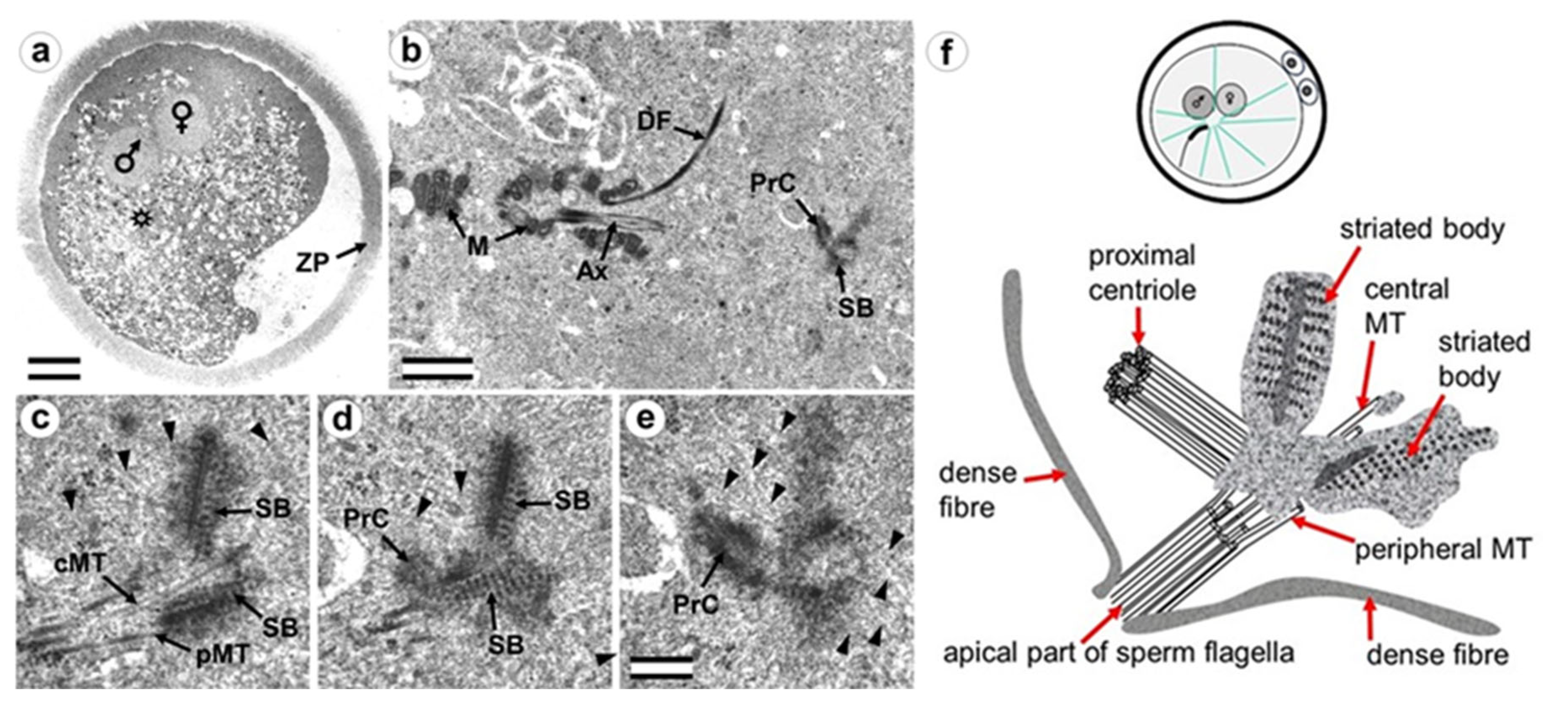 Cells 12 01335 g003 Cells 12 01335 g003