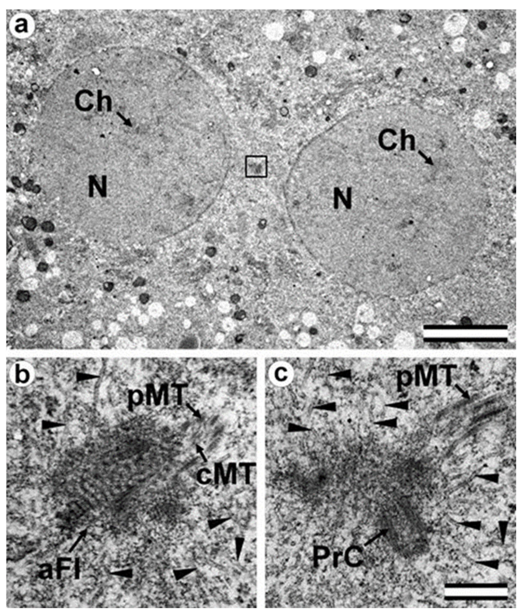 Cells 12 01335 g004 Cells 12 01335 g004