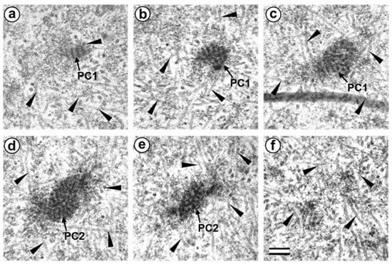 Cells | Free Full-Text | Centrosome Formation In The Bovine Early Embryo