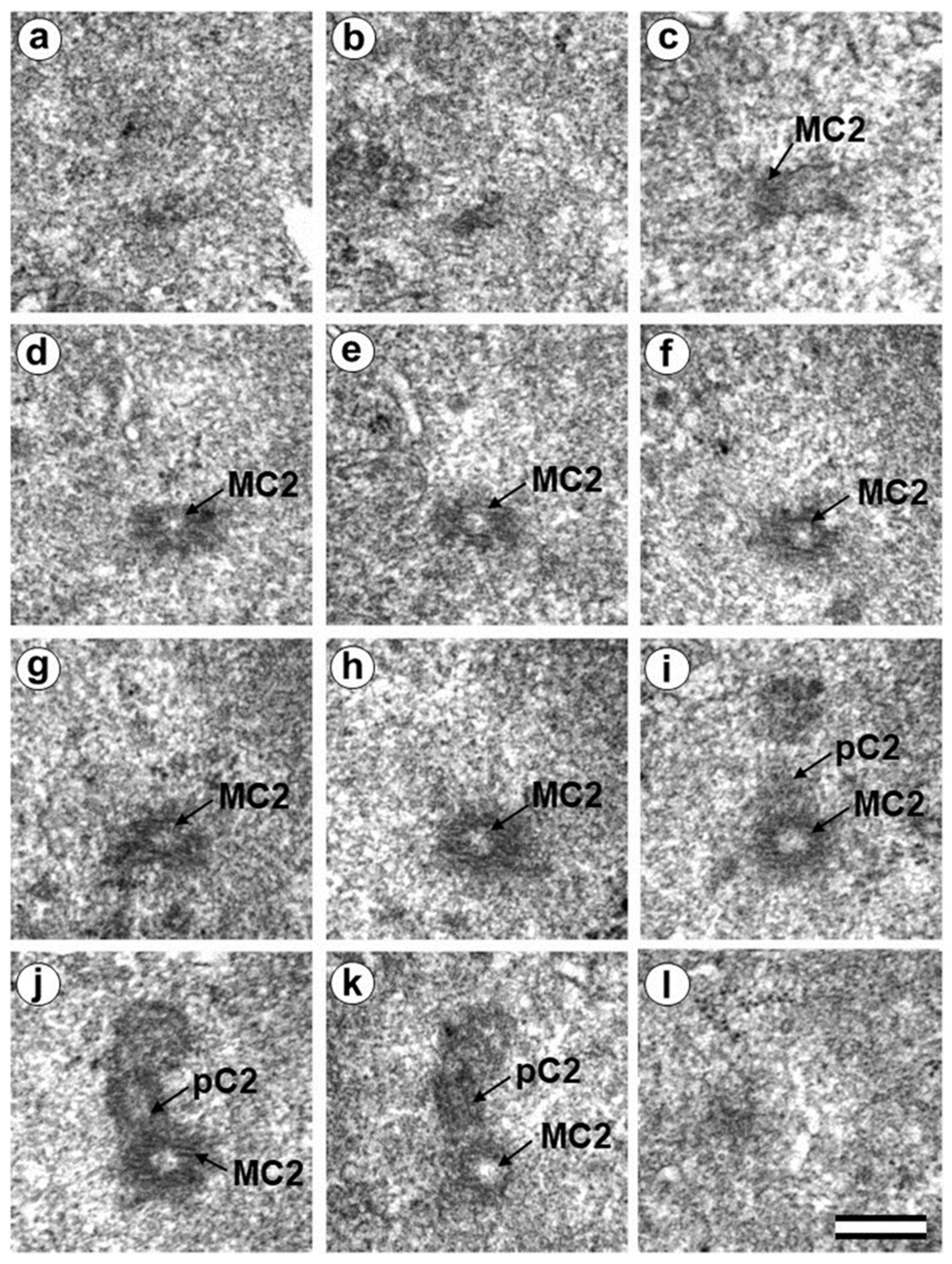 Cells 12 01335 g010 Cells 12 01335 g010