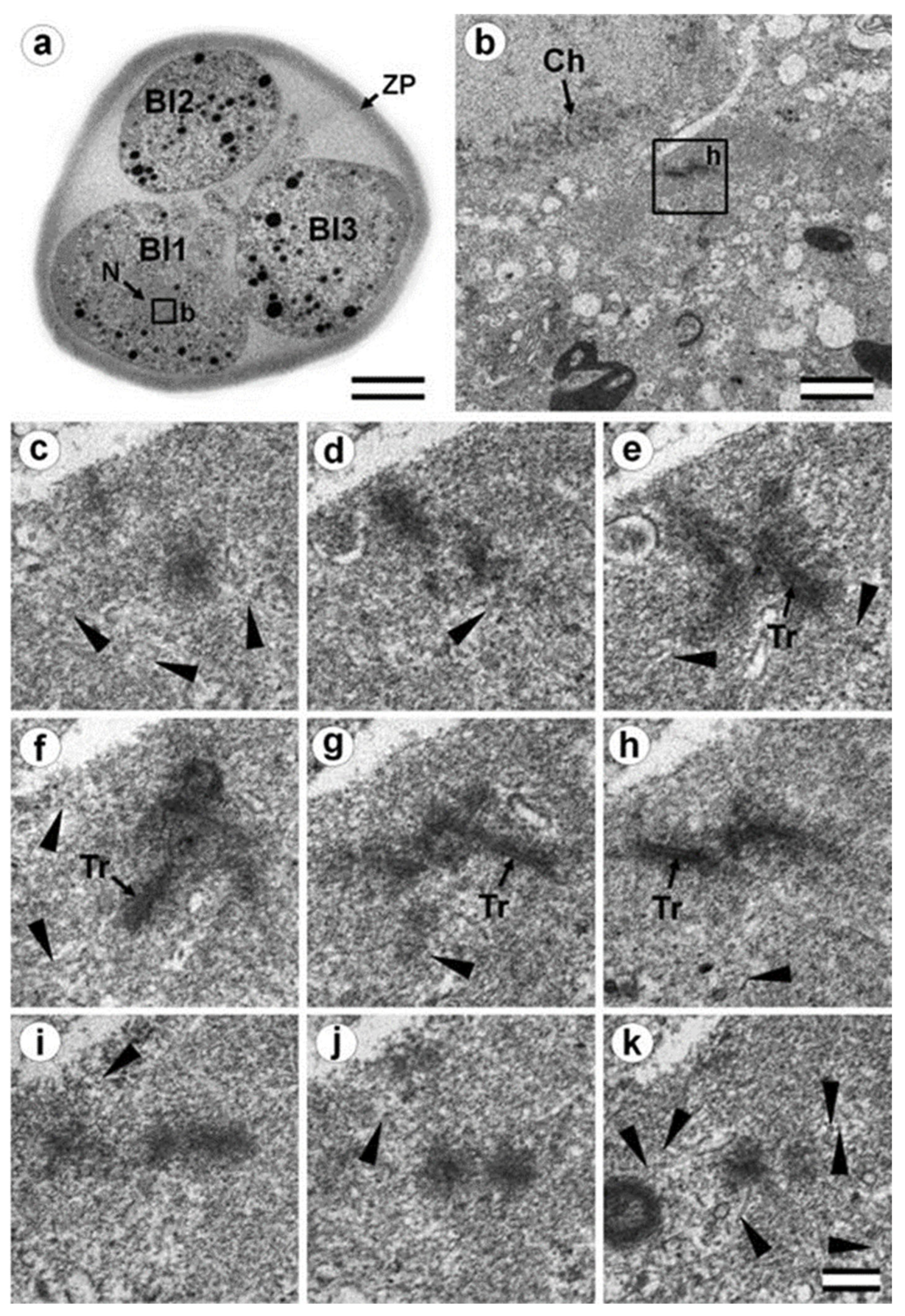 Cells 12 01335 g014 Cells 12 01335 g014