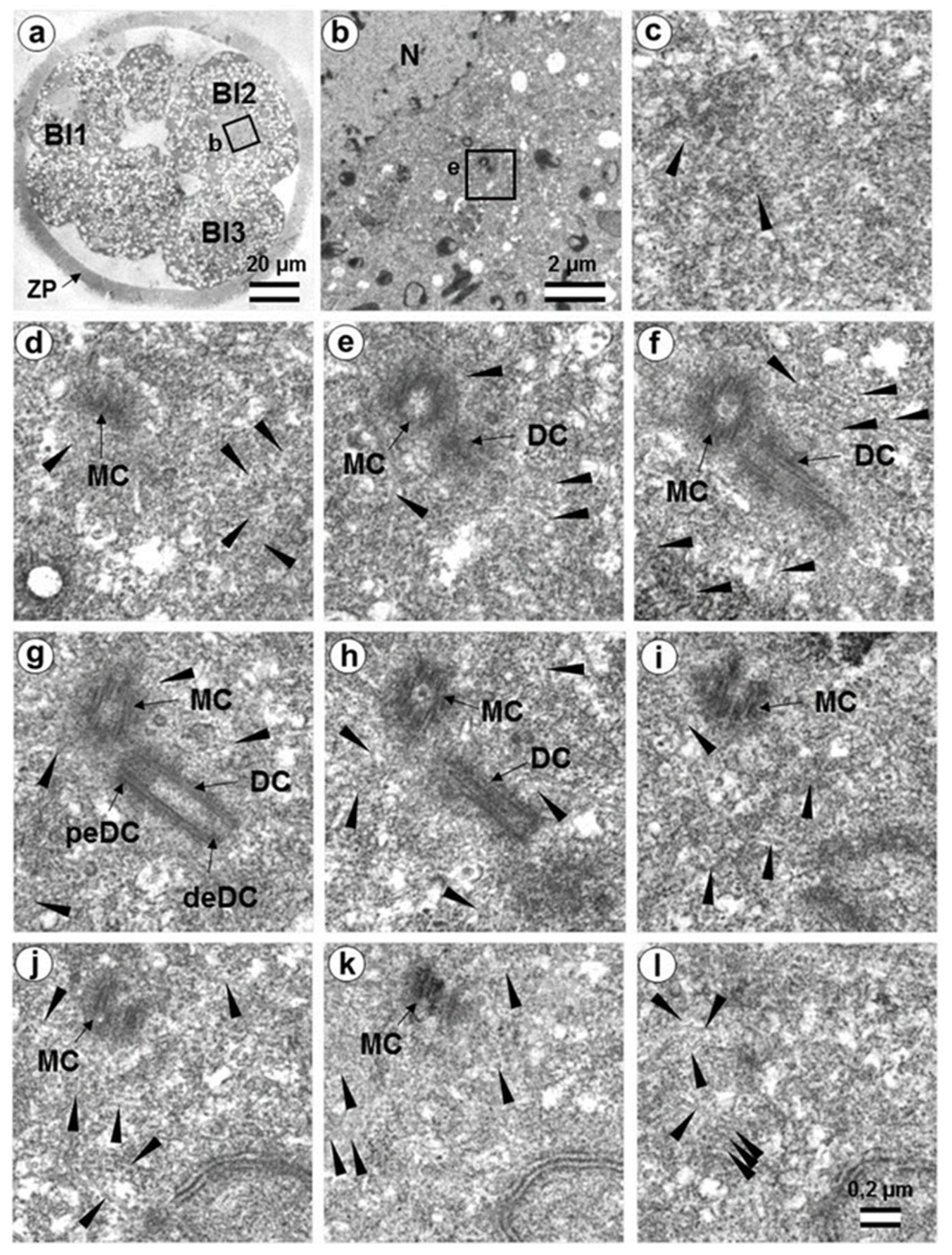 Cells 12 01335 g017 Cells 12 01335 g017