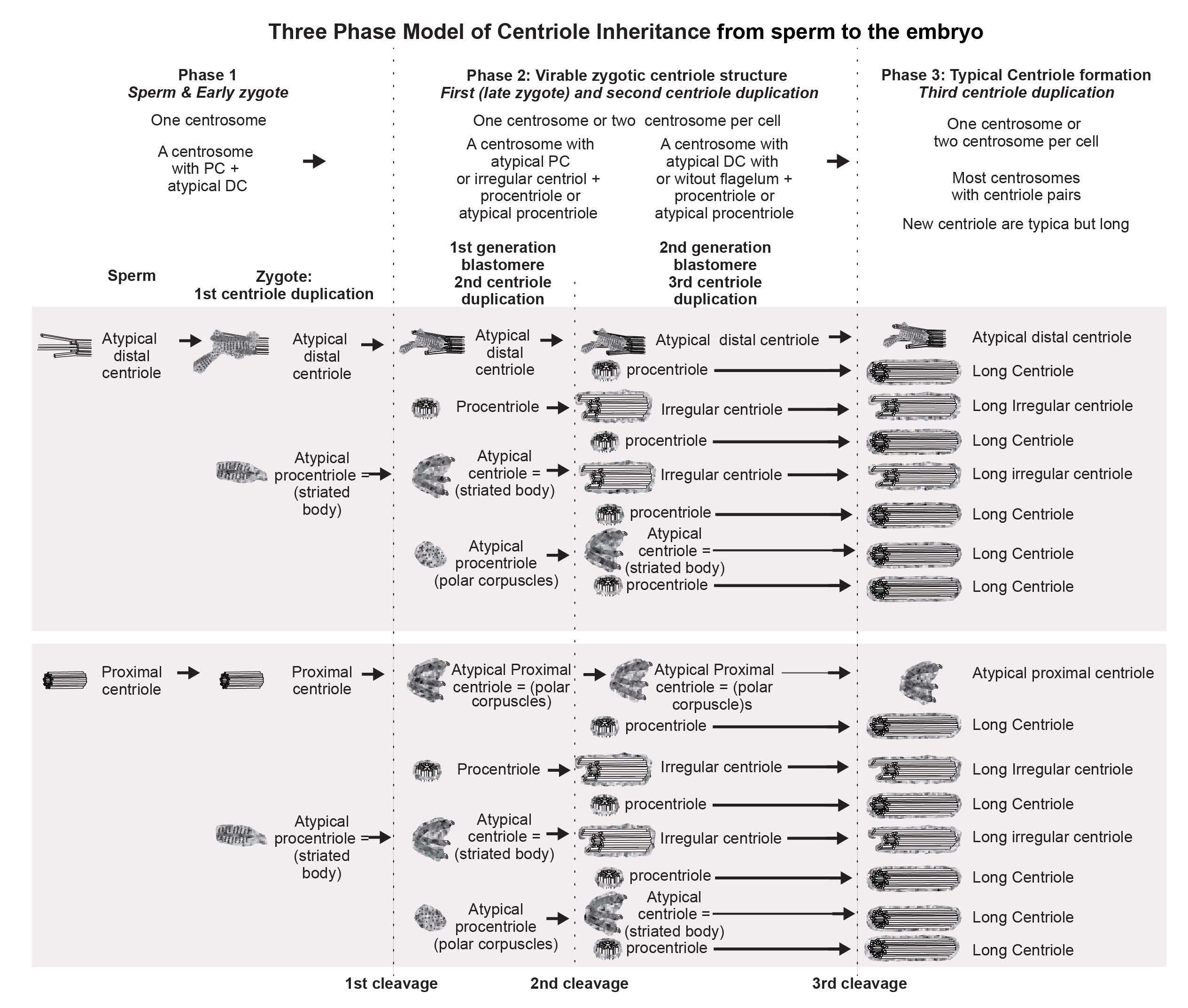 Cells 12 01335 g024 Cells 12 01335 g024