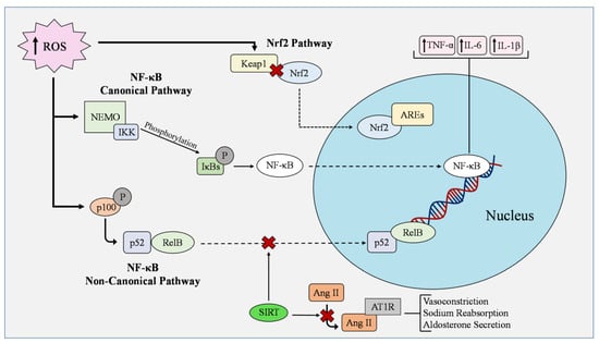 Cells | Free Full-Text | Oxidative Stress and MicroRNAs in