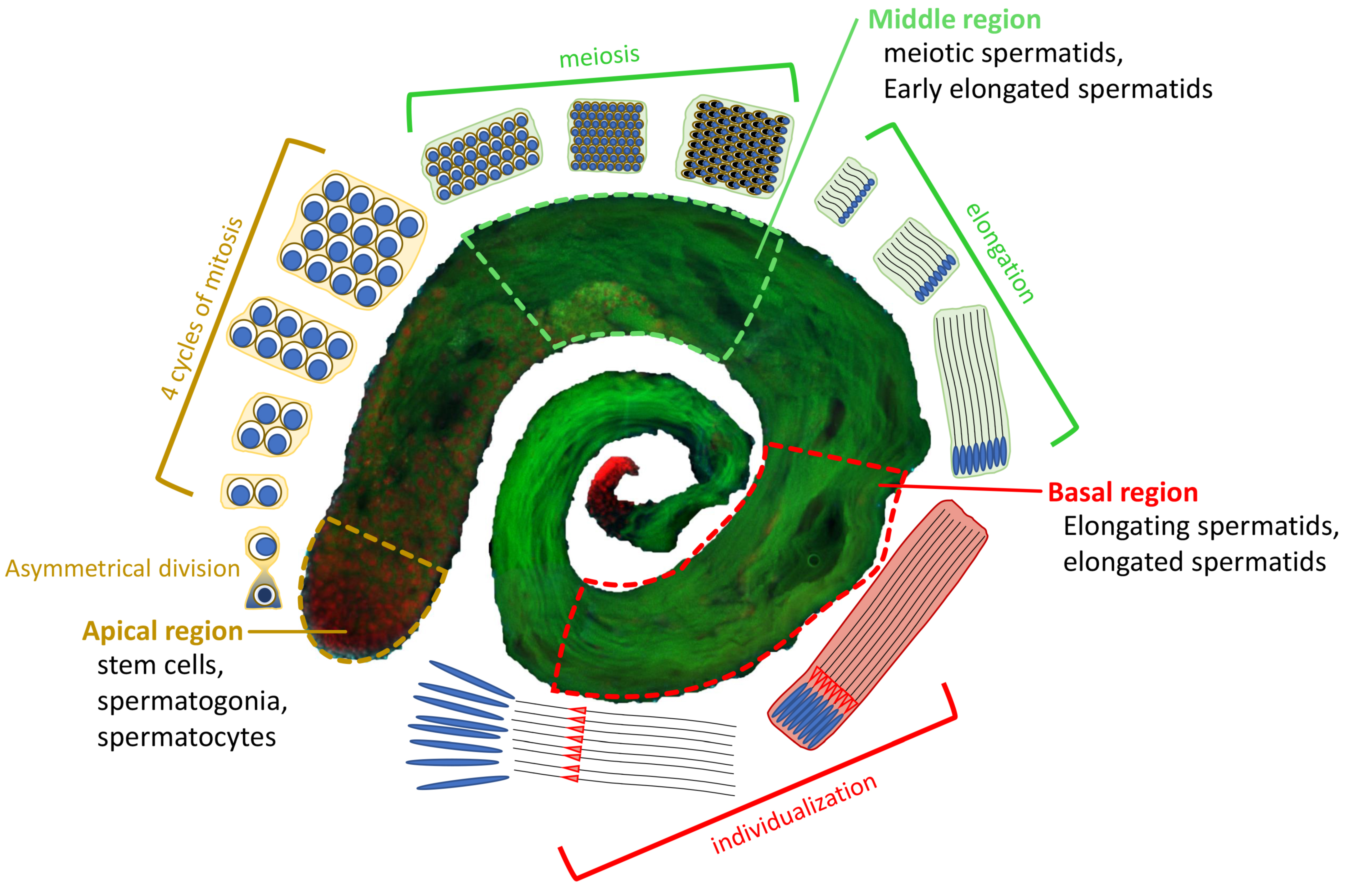 IJMS | Free Full-Text | Kinetic Activity of Chromosomes and Expression of  Recombination Genes in Achiasmatic Meiosis of Tityus (Archaeotityus)  Scorpions