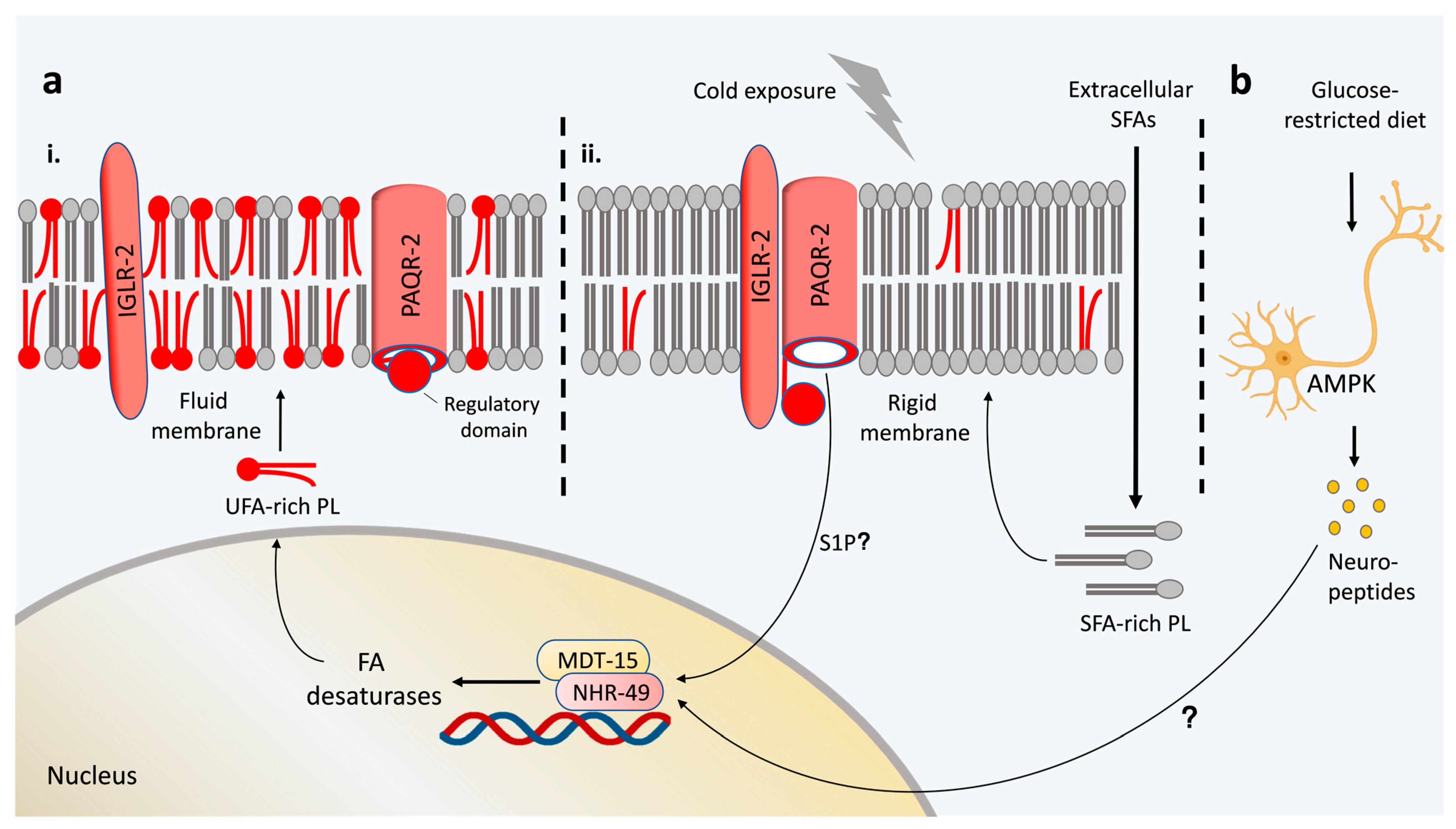 Genome-Wide Functional Screen for Calcium Transients in Escherichia coli  Identifies Increased Membrane Potential Adaptation to Persistent DNA Damage