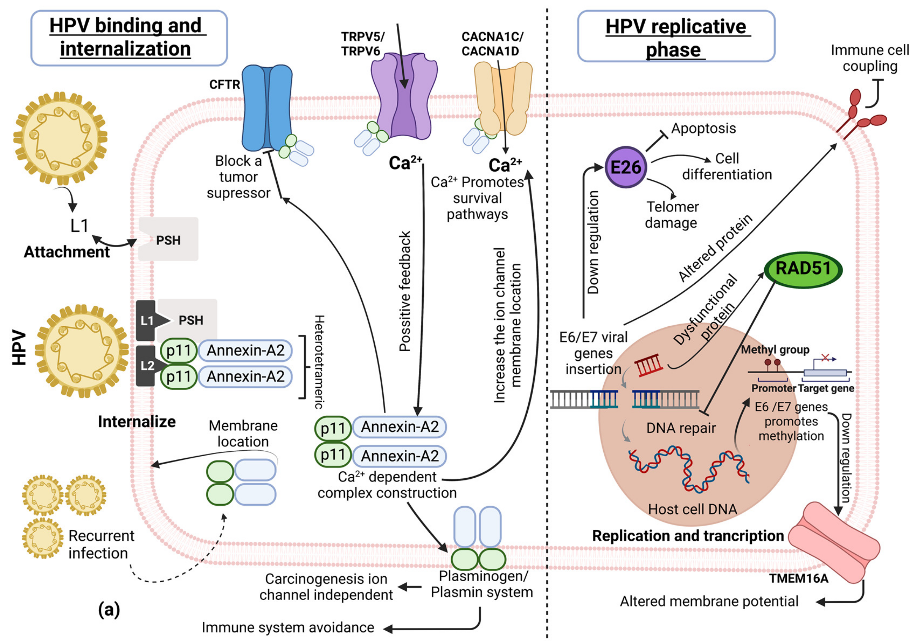 Cells 12 01376 g001a Cells 12 01376 g001a