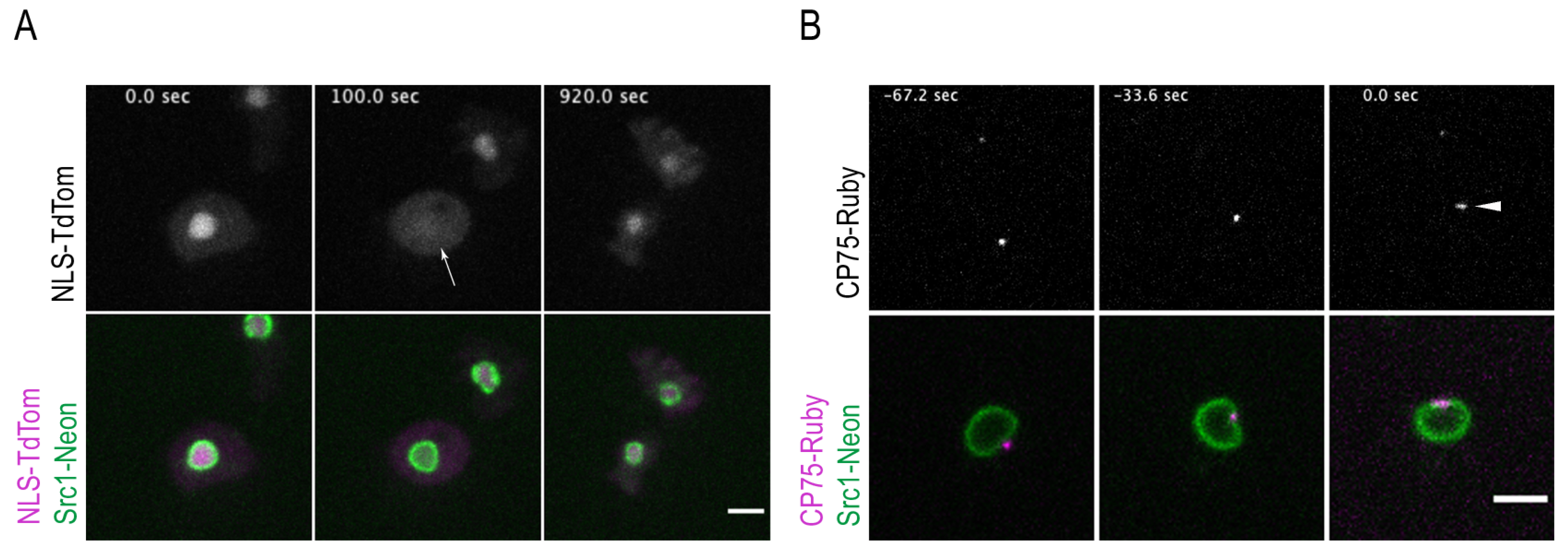 Cells 12 01380 g002 Cells 12 01380 g002