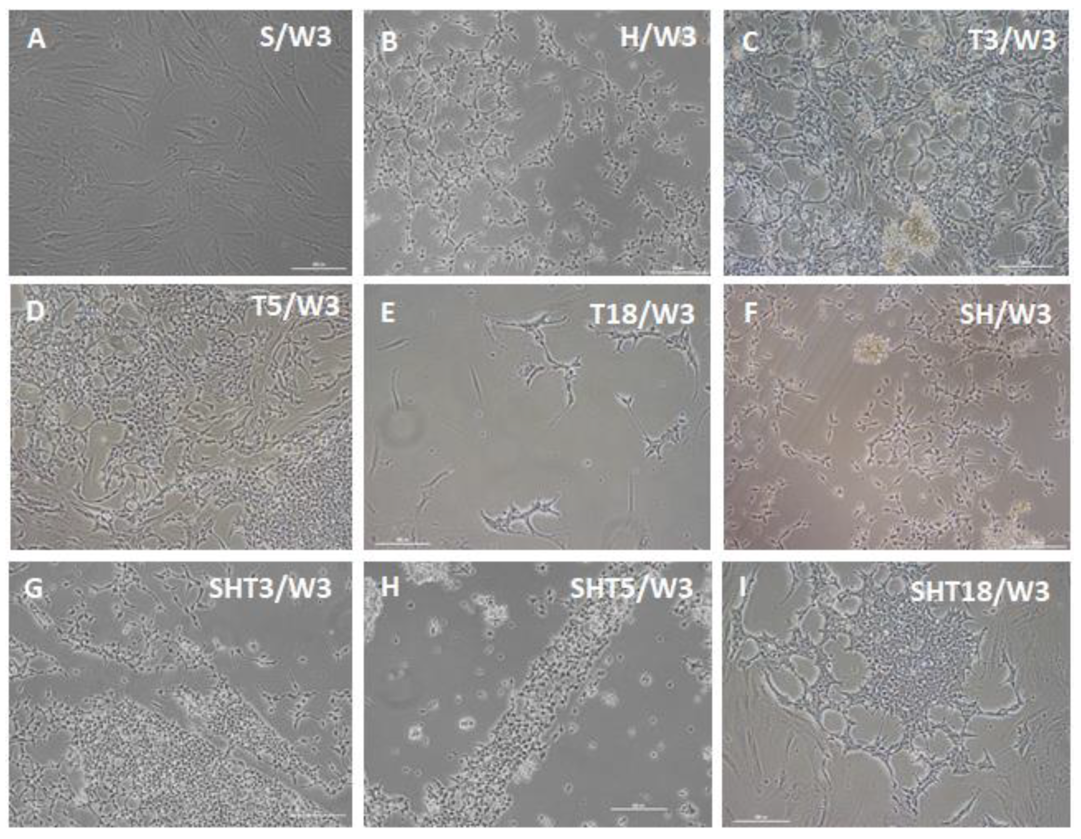 Cells 12 01381 g003 Cells 12 01381 g003